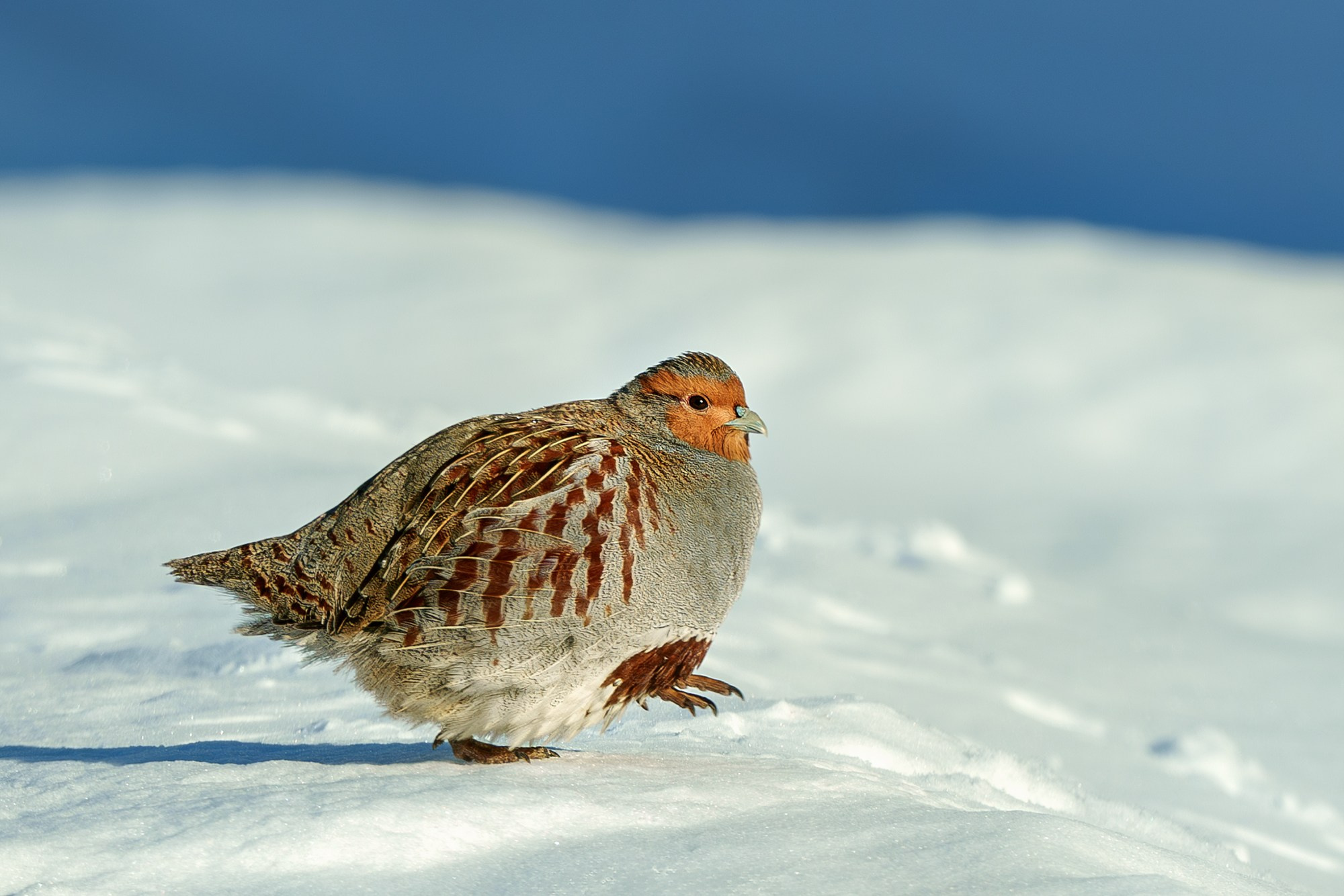 Удивительные мир птиц. Вокруг нас столько прекрасного — присмотритесь!. Ваш личный фотограф Марина Волкова
