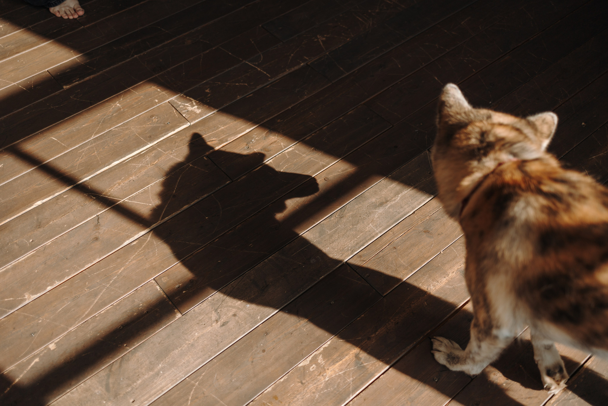 Настя и Айри. Фотограф — Анималист | Санкт-Петербург