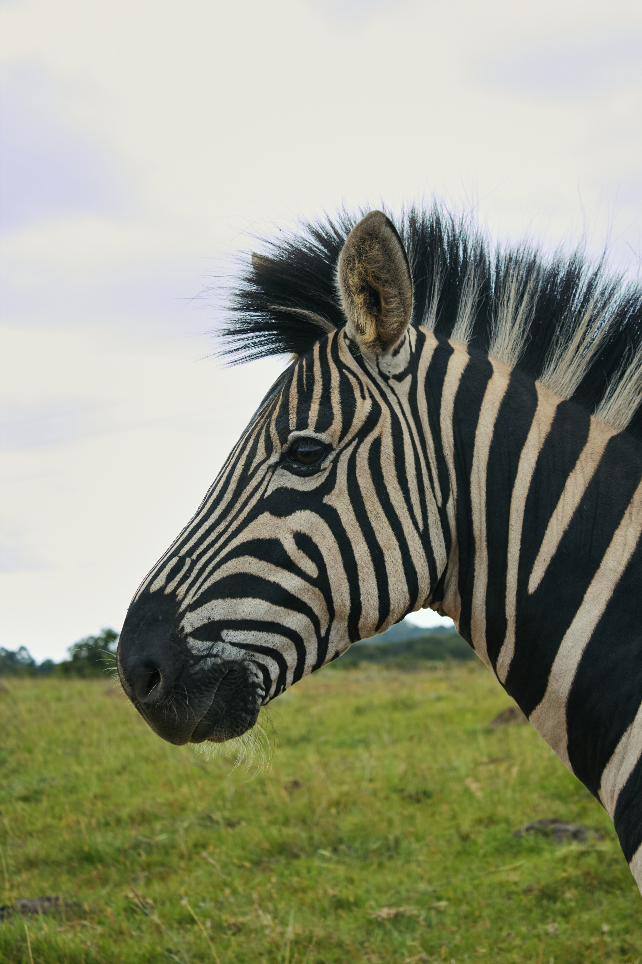 ЮАР. Профессиональный Фотограф во Владимире, в Москве и в Суздале — Полина Романычева