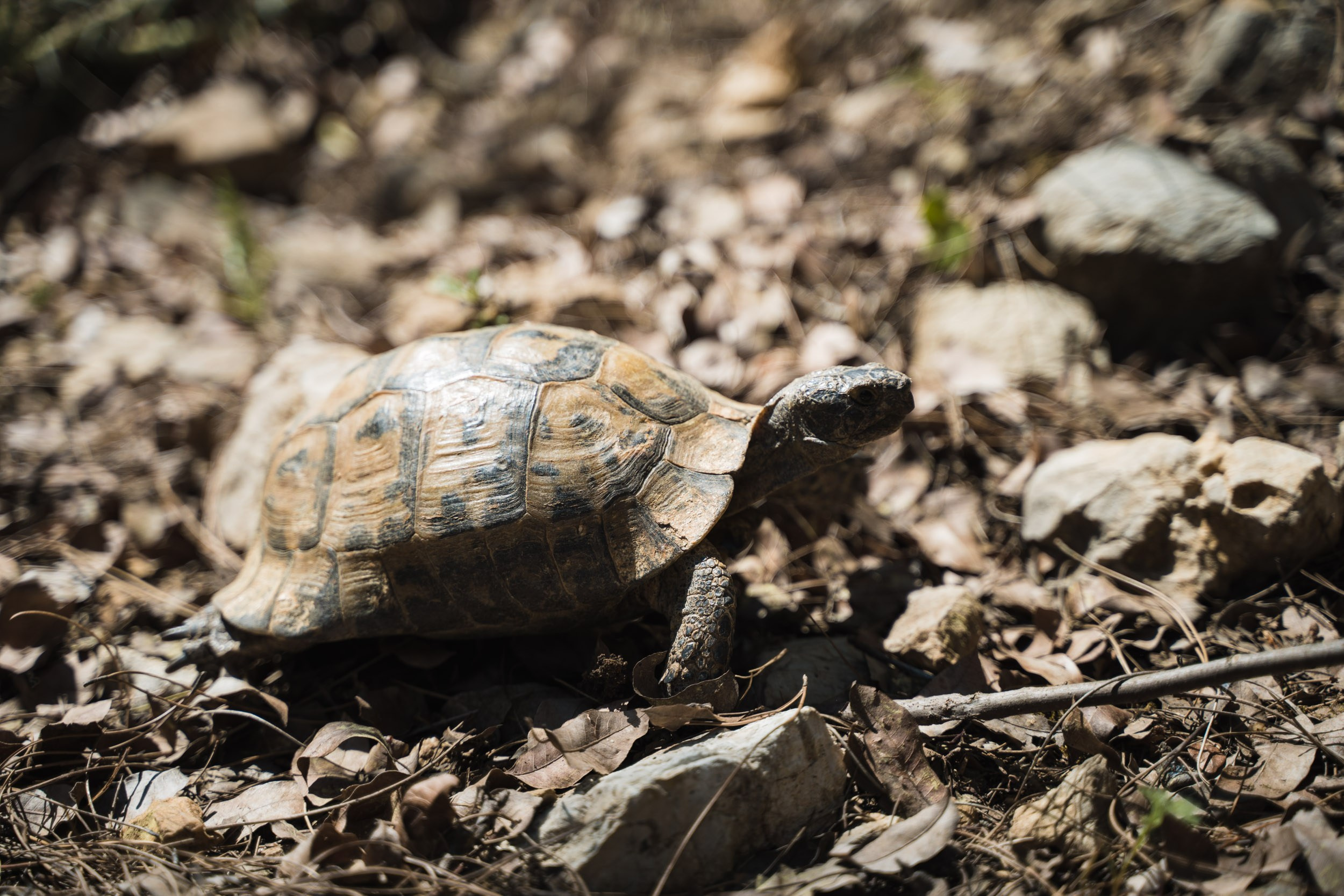 Турция. Восточная Ликийская тропа. Фотограф в поход и восхождение на Эльбрус Игорь Косарев