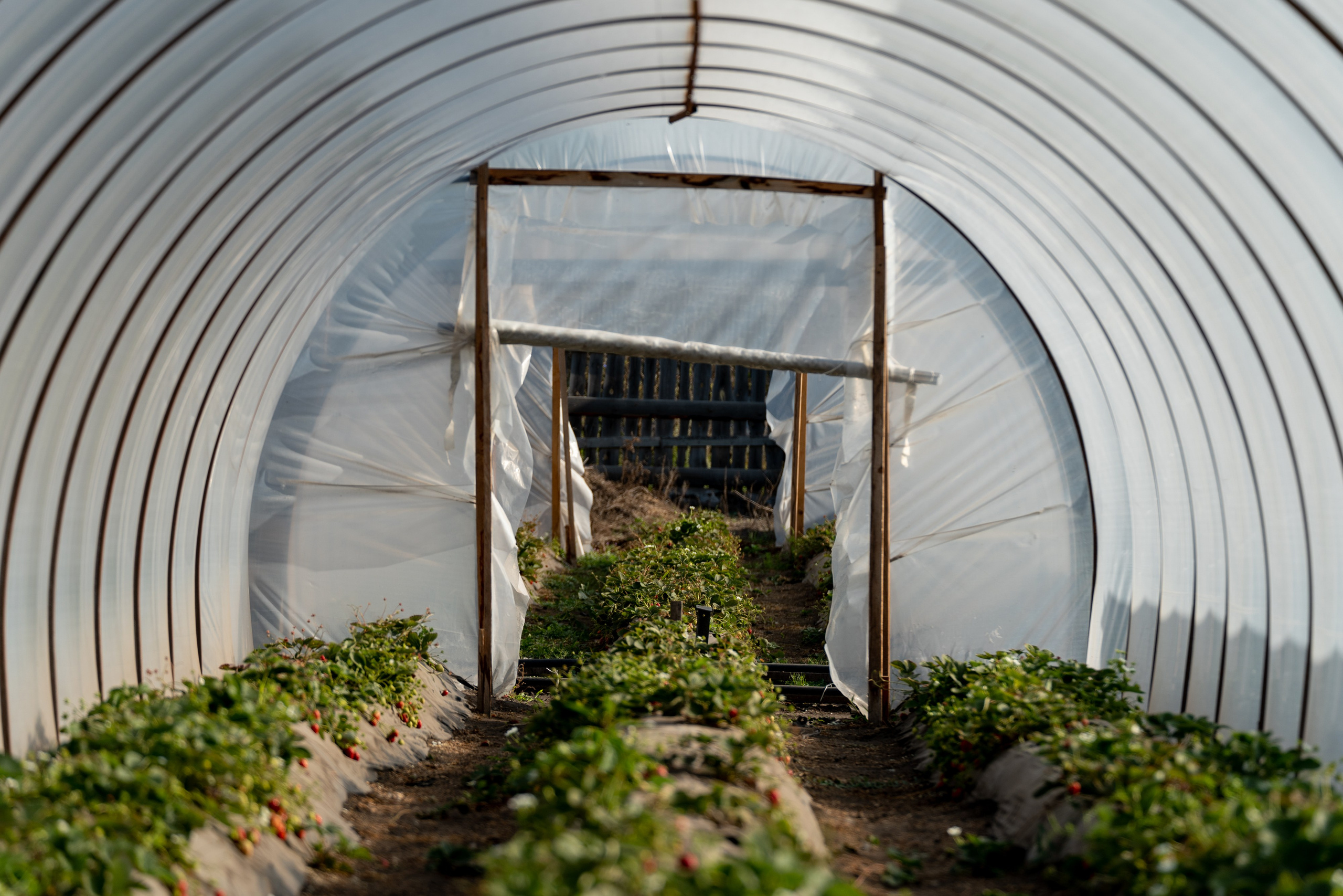 Валерия и Владислав Ращектаевы. Фермеры. Репортажный фотограф Наталья Лапцевич