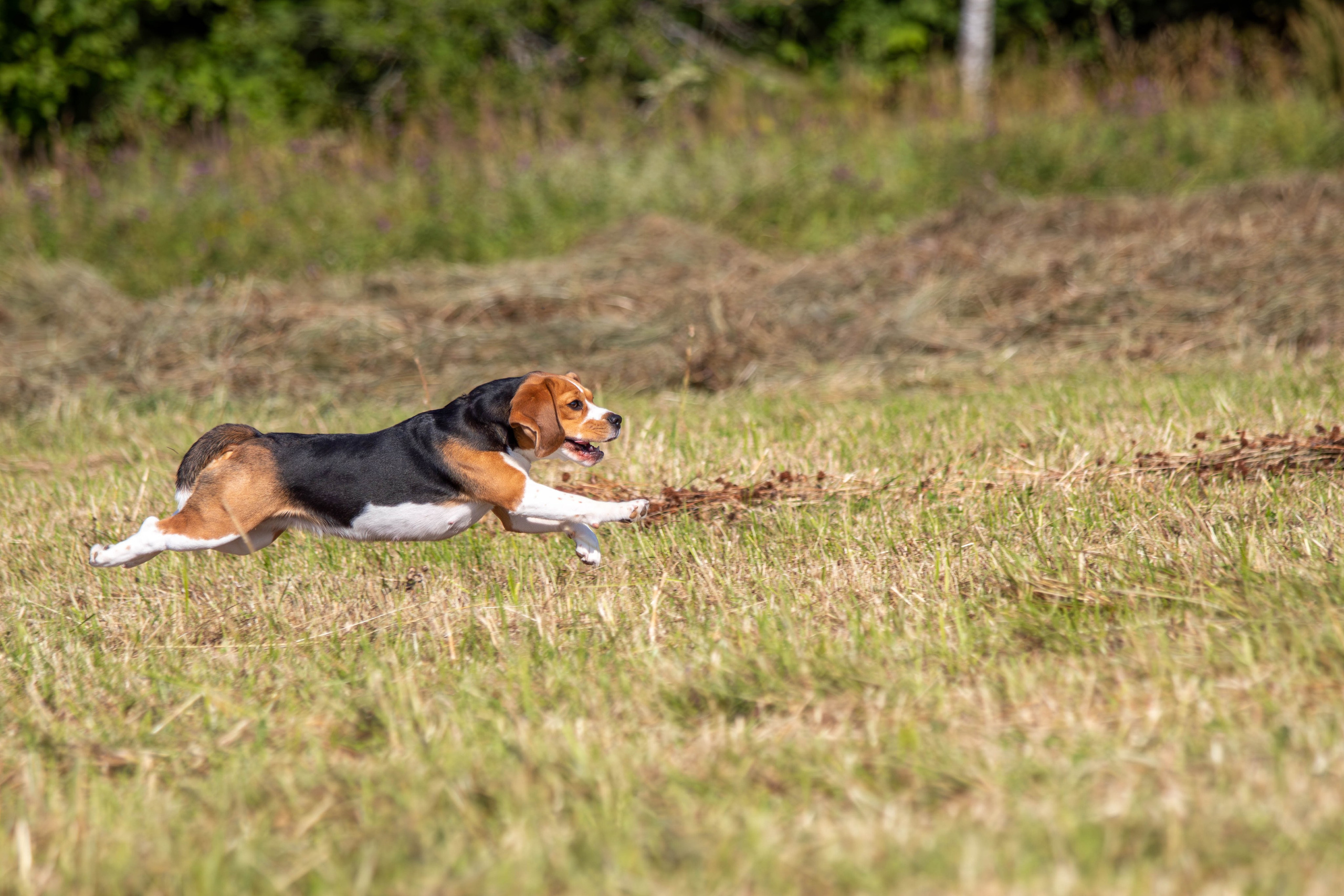 Курсинг. Фотограф анималист — Тула, Москва