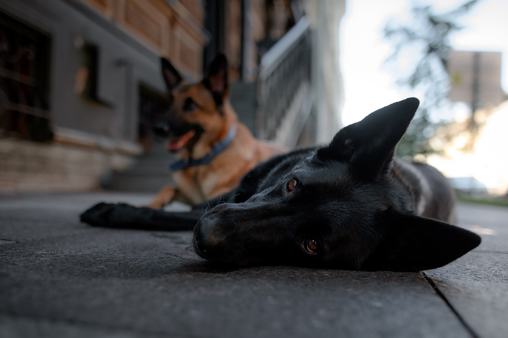 Алена, Кай и Мара. Фотограф-анималист Mary Mart — Москва, Питер