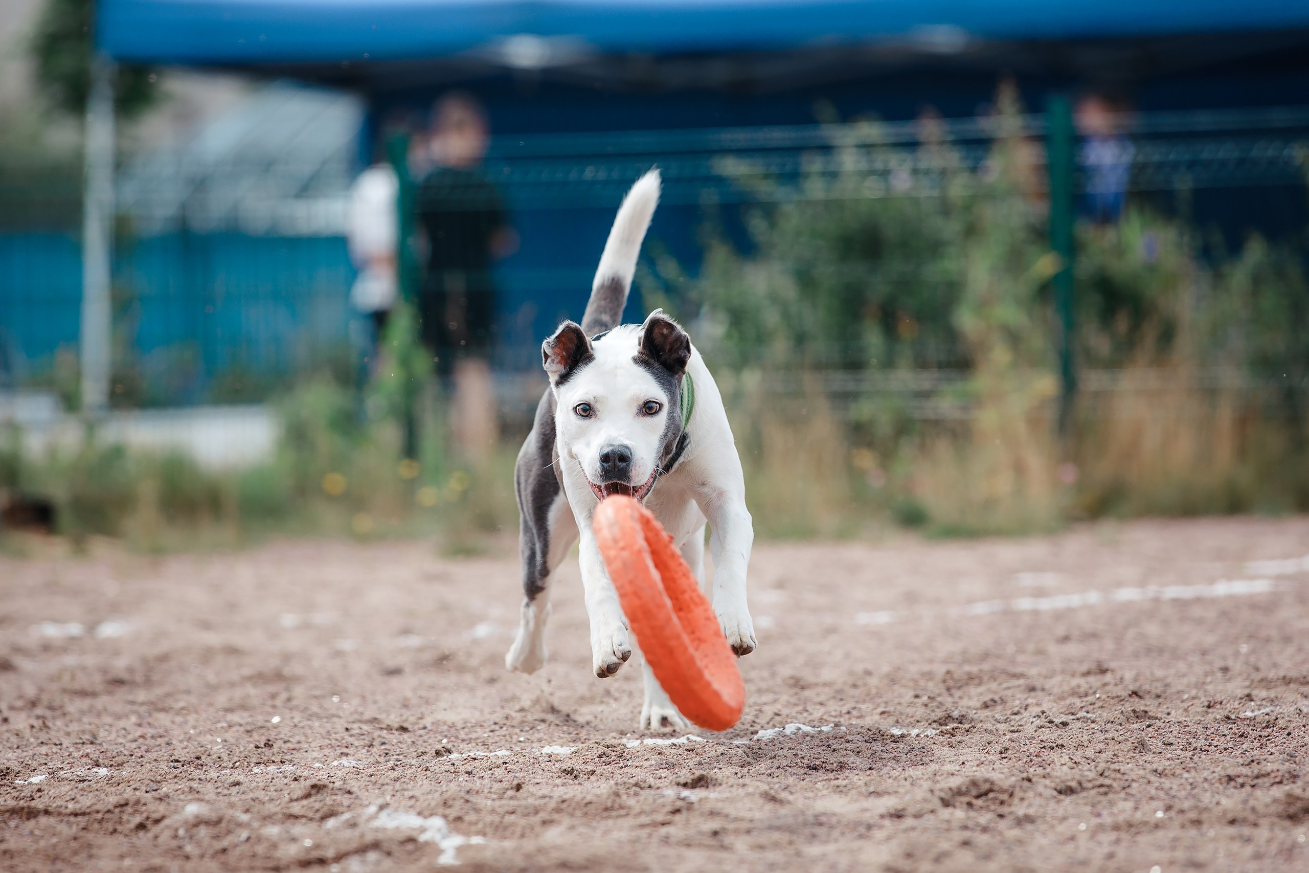 Питч&Гоу + веселые старты. Фотограф-анималист Mary Mart — Москва, Питер