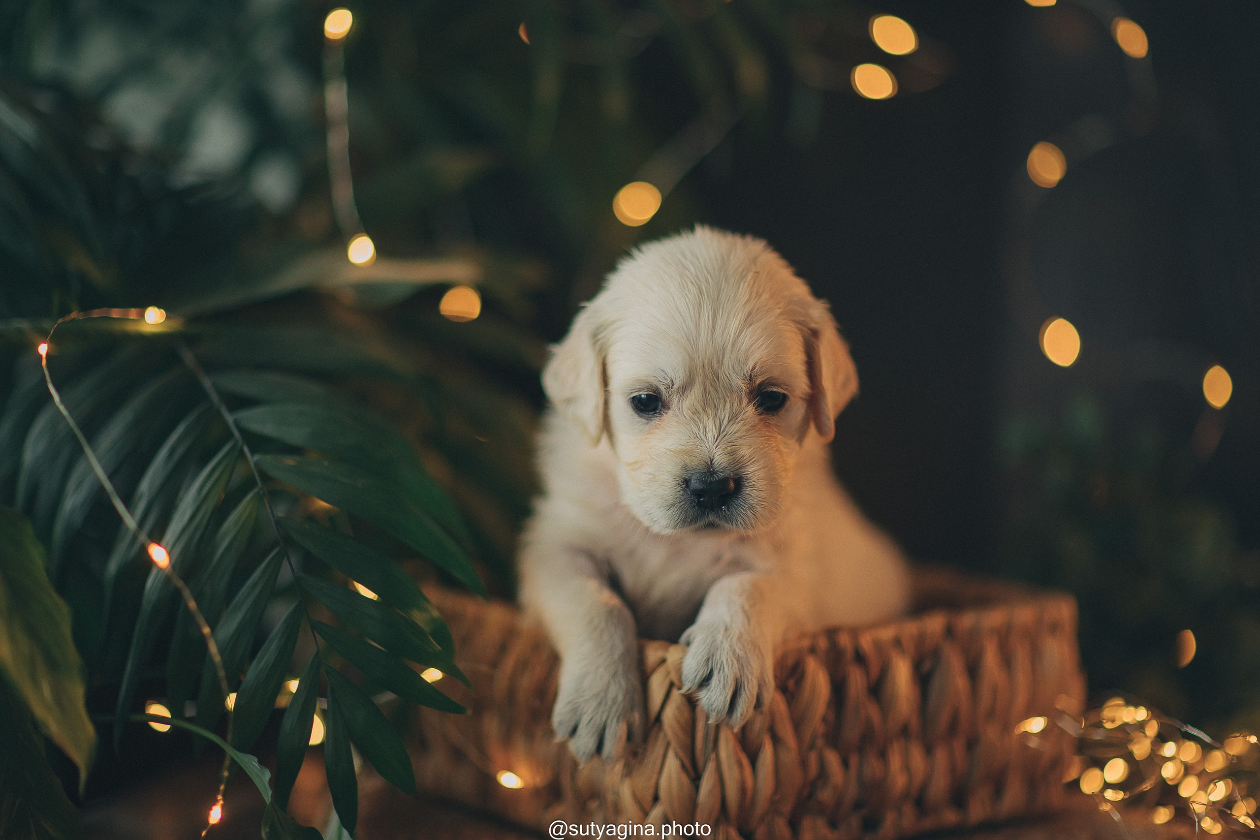 Желтая лента. Свадебный и женский фотограф