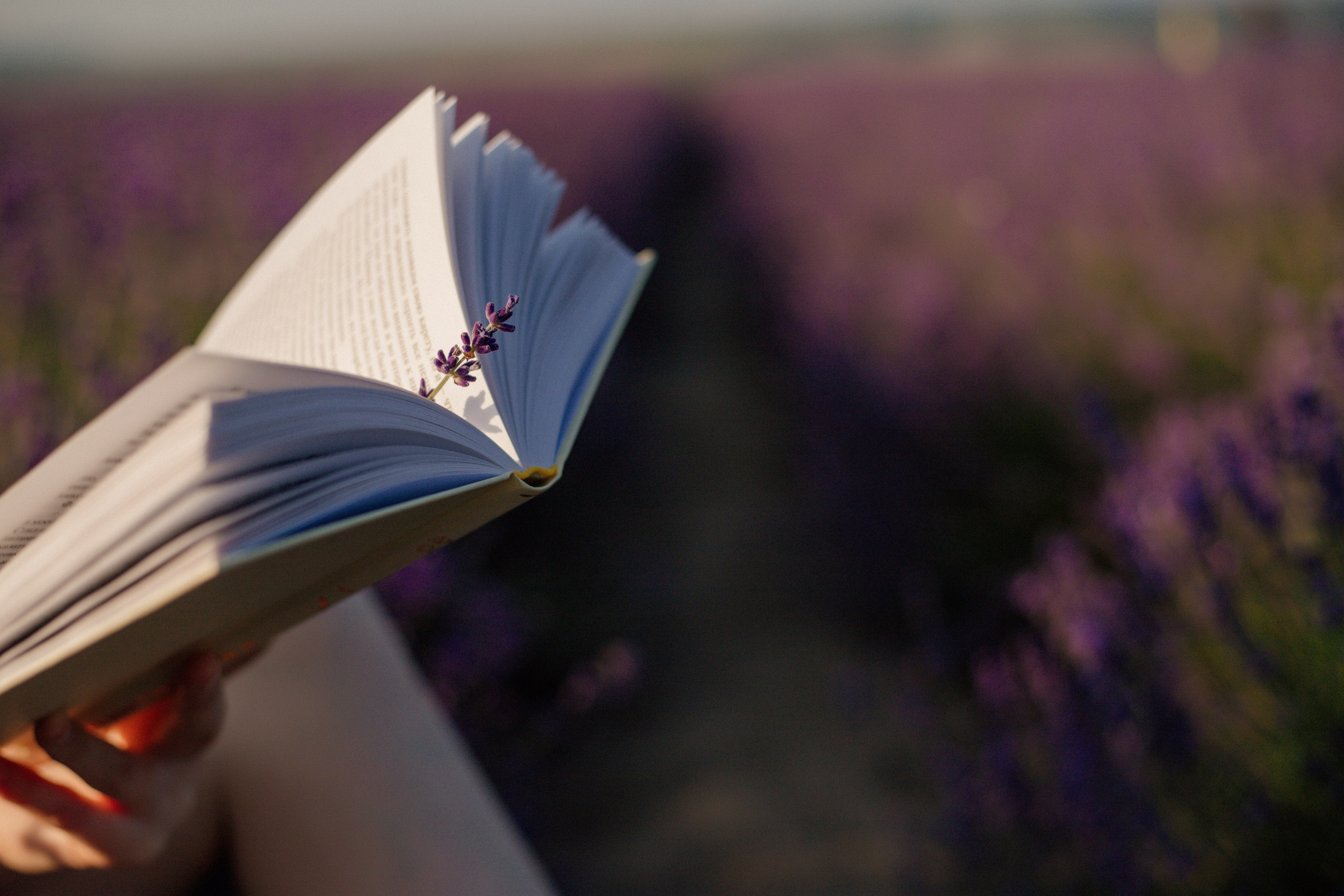 Лаванда. Фотограф и Видеограф Севастополь Крым