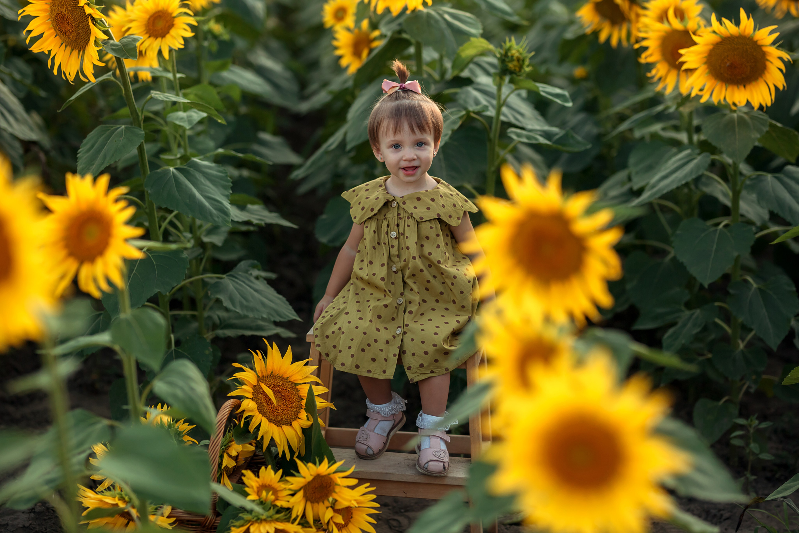 Подсолнухи. Семейный и детский фотограф Екатерина Савёлова