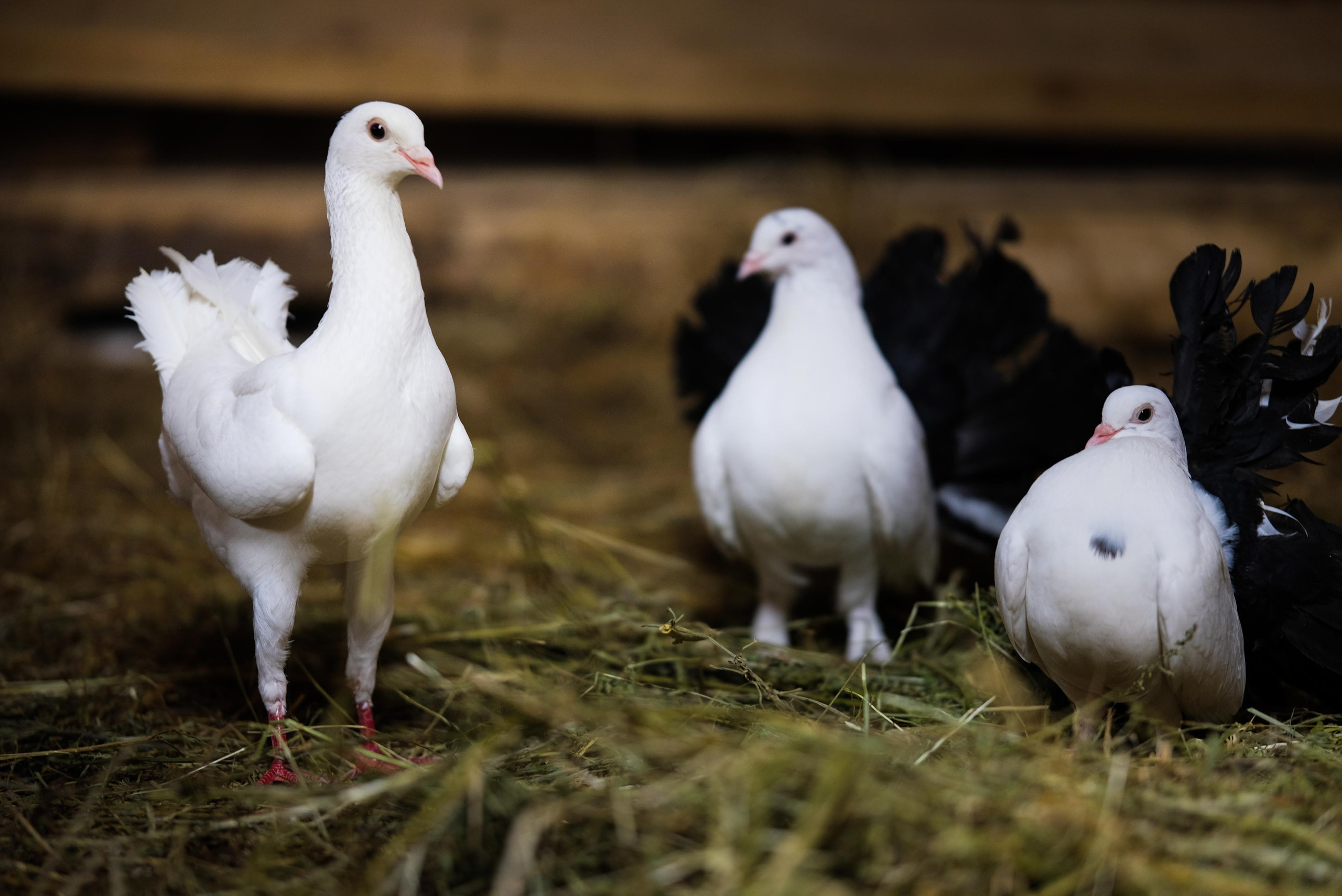 Животные и птицы. KRUTOVA_фотографирую жизнь