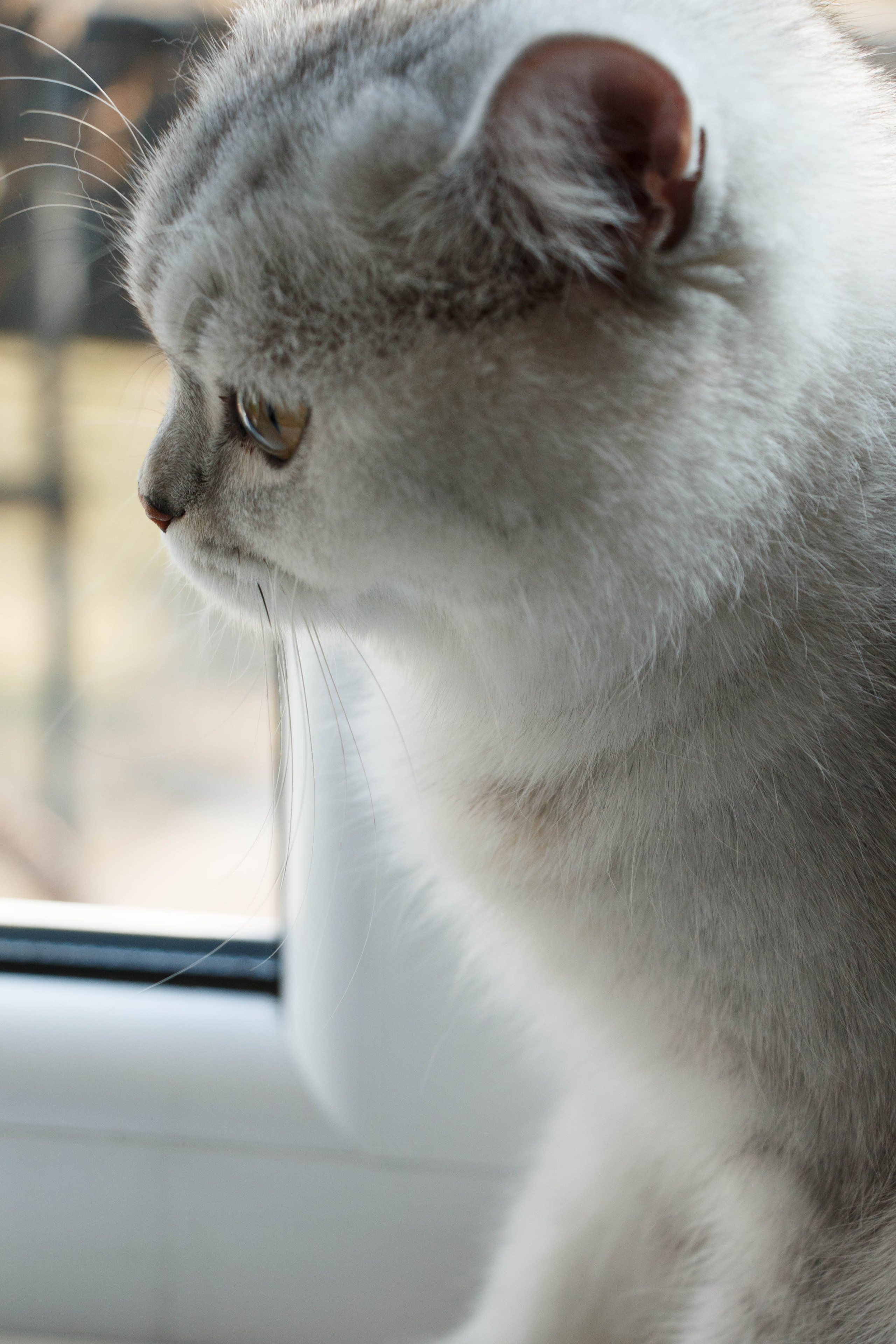 NASTYA & KITTI. Бережно сохраняю ваши чувства и истории на своих фотографиях