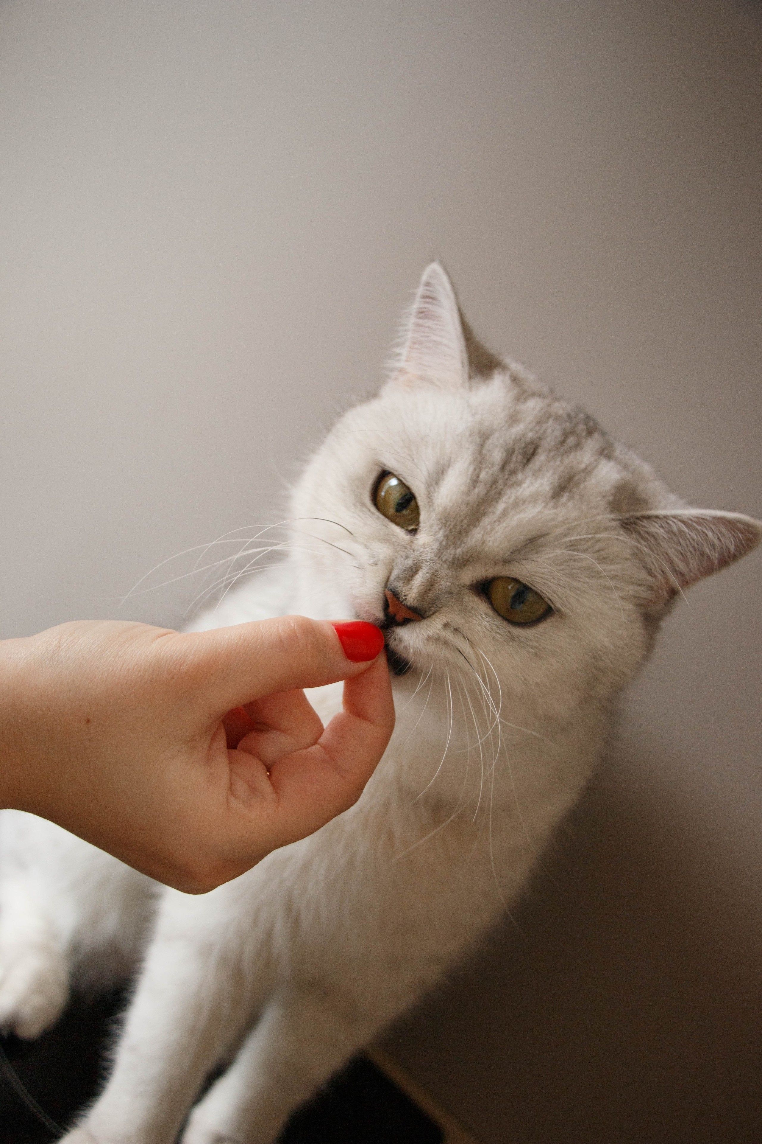 NASTYA & KITTI. Бережно сохраняю ваши чувства и истории на своих фотографиях