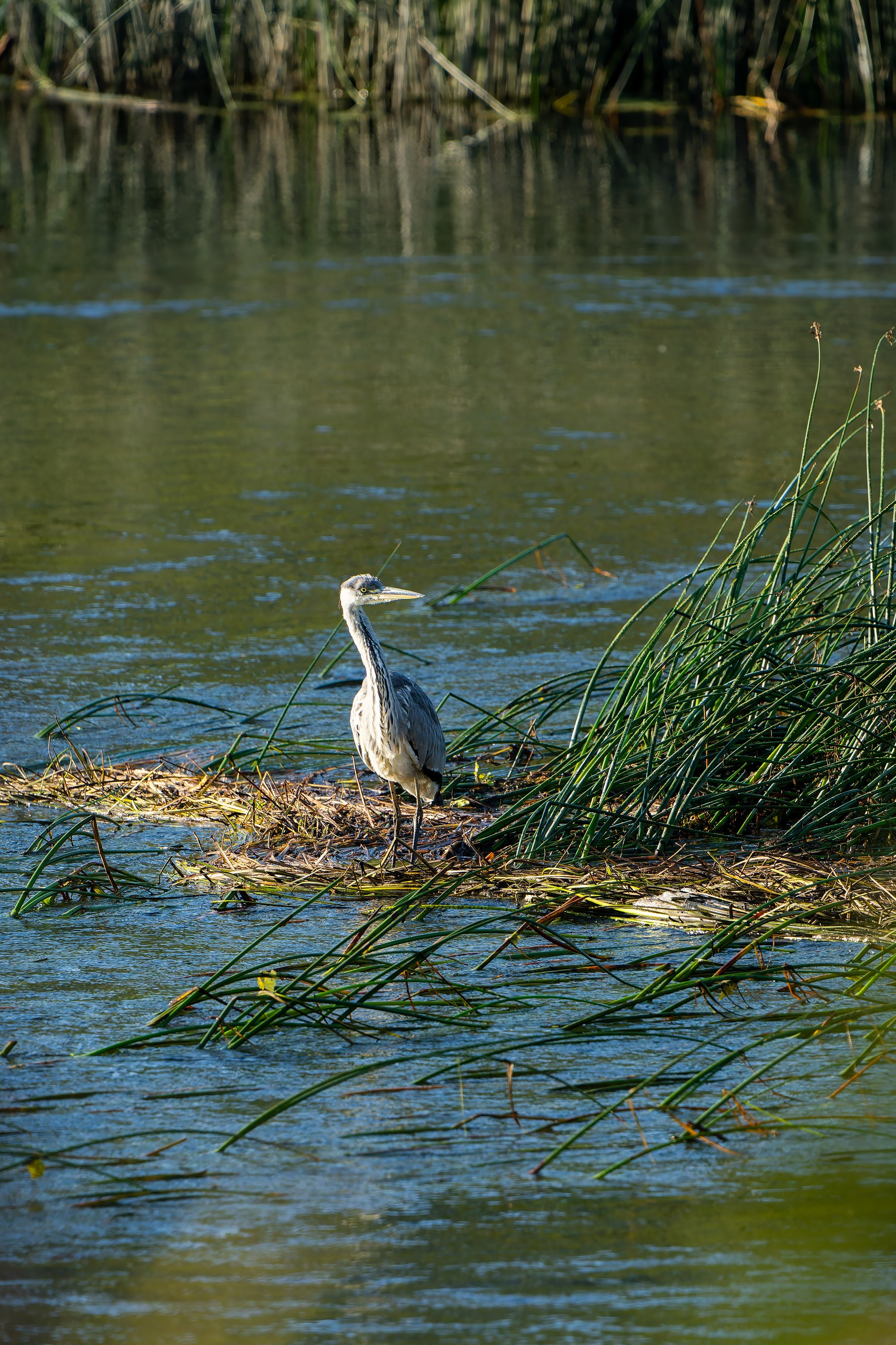 Фотографии Национальный парк Угра. Фотограф спортивные события, недвижимость, турбизнес