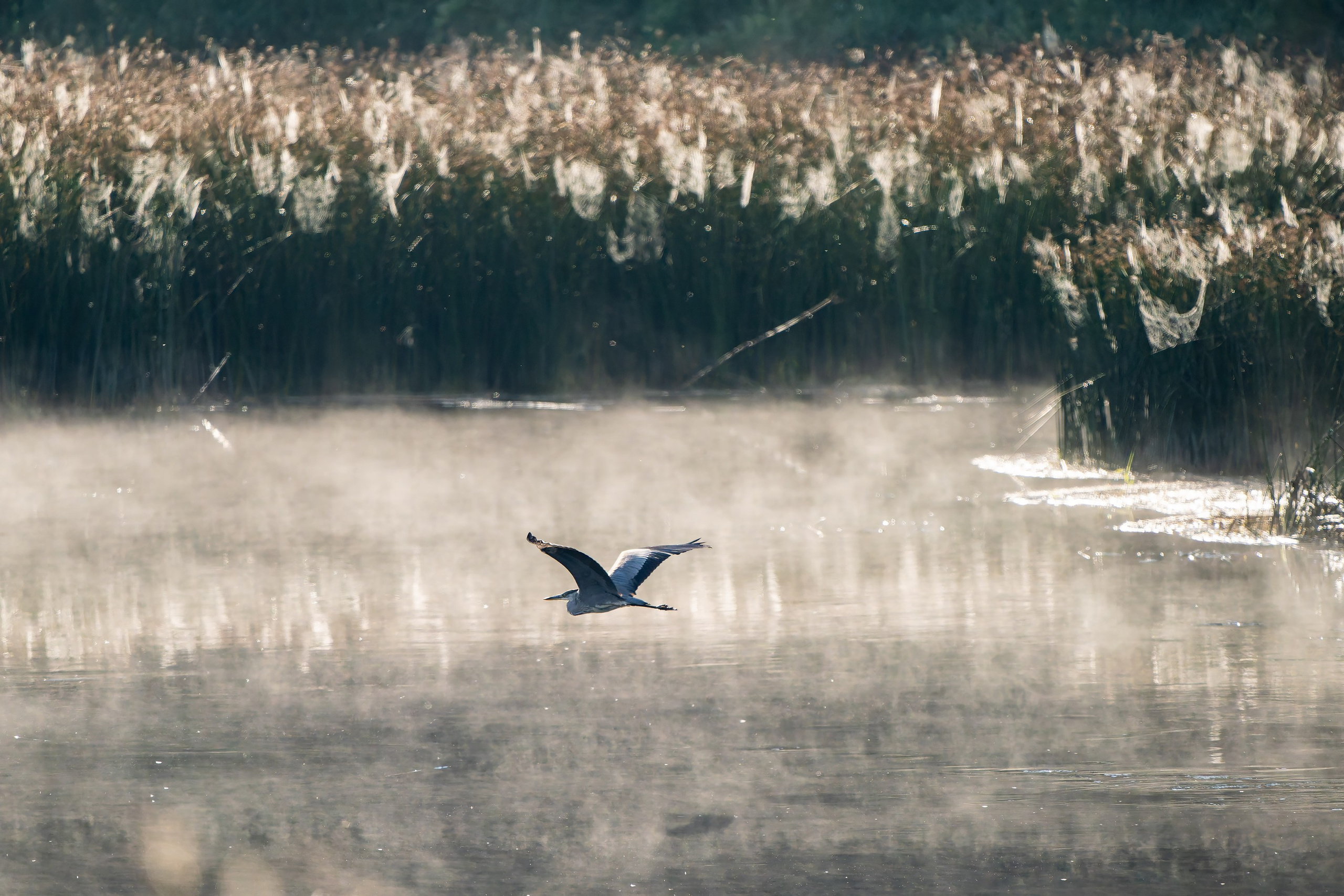 Фотографии Национальный парк Угра. Фотограф спортивные события, недвижимость, турбизнес