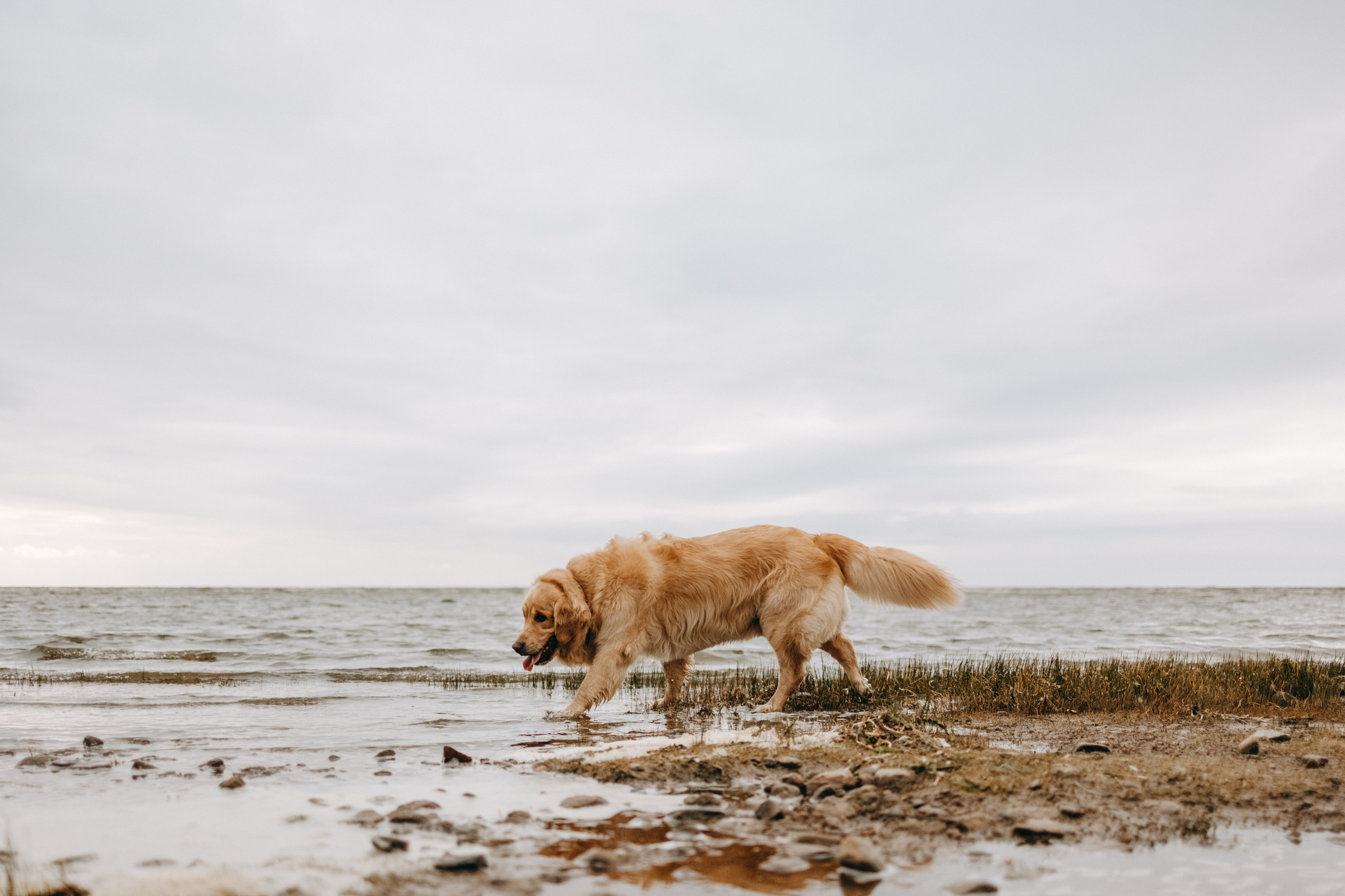 Фоси и его семьи. Фотограф — Анималист | Санкт-Петербург