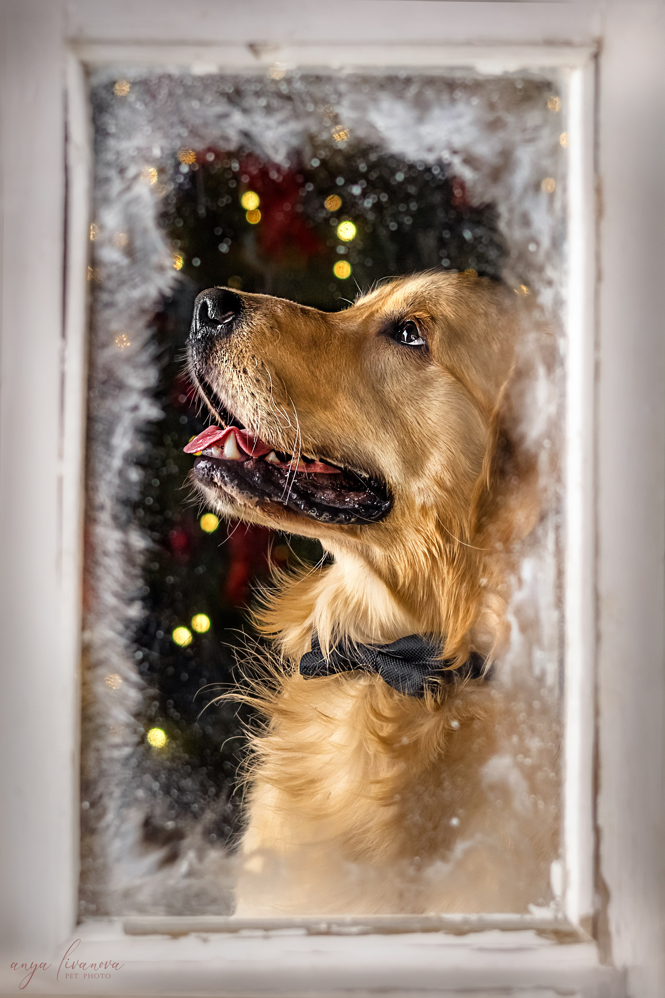 Окошко. Фотограф анималист Аня Ливанова | Рыбинск