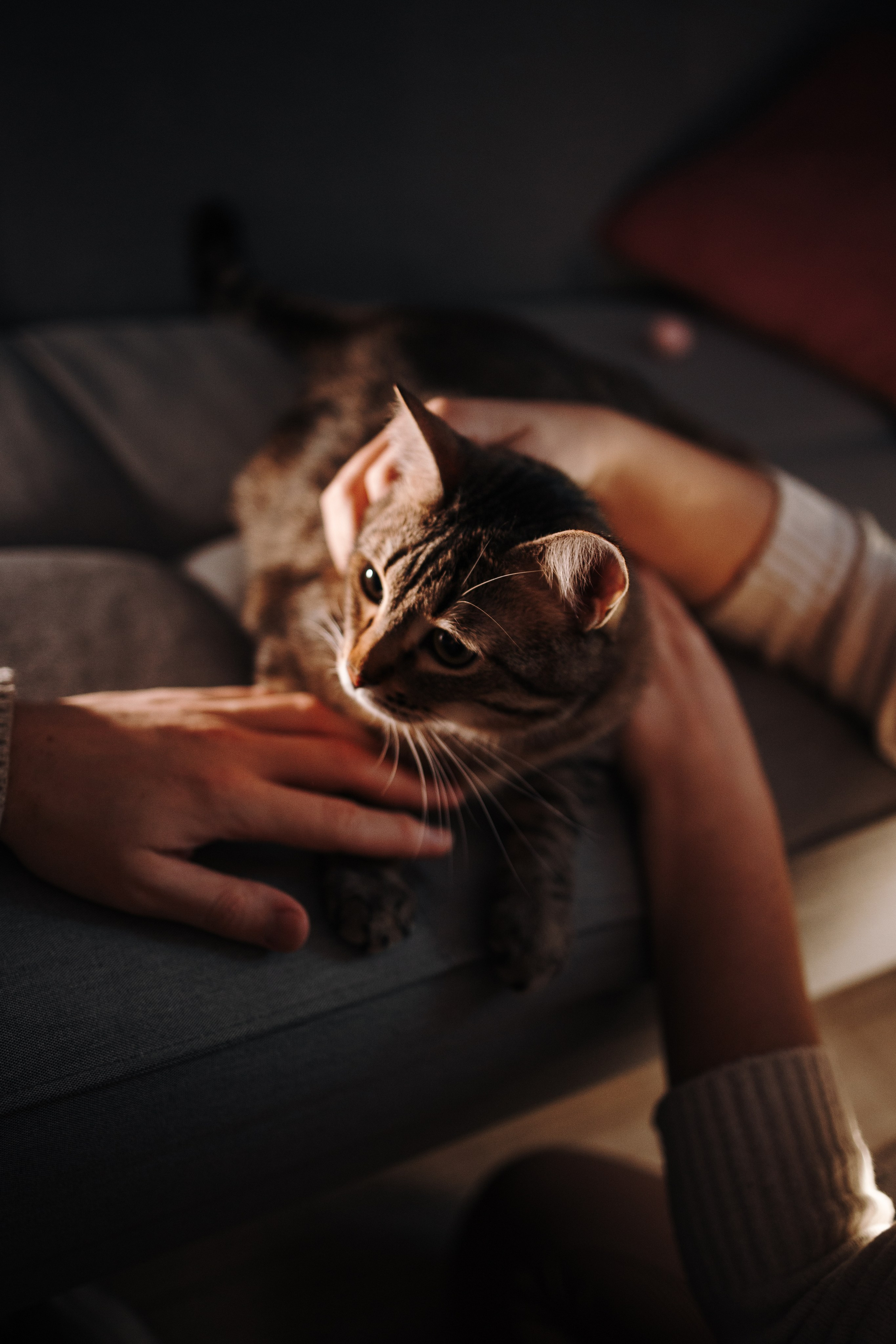 Мася и ее семья. Фотограф — Анималист | Санкт-Петербург