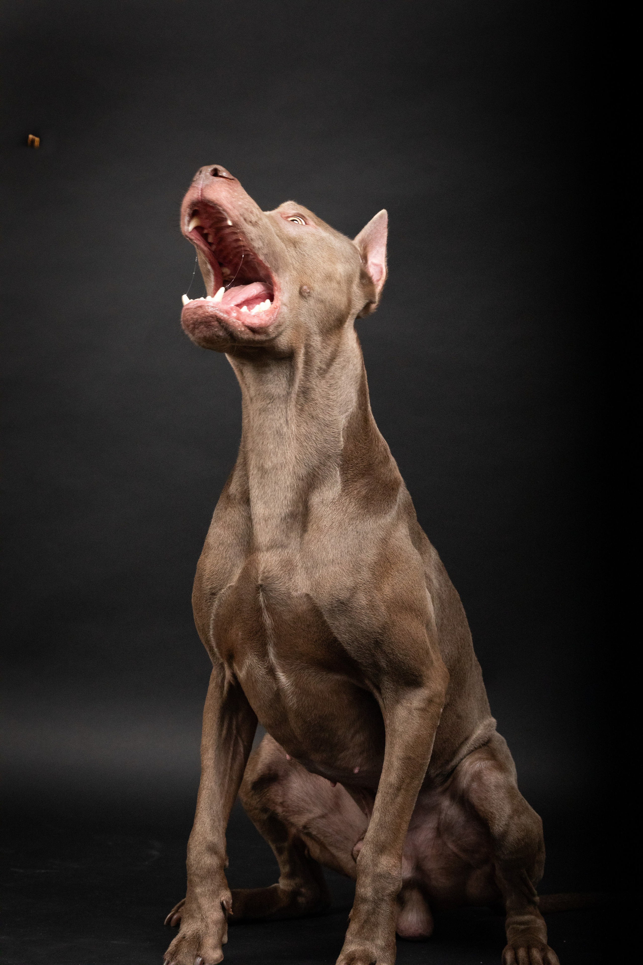 Студийные фотосъёмки. Фотограф-анималист Павлова Любовь