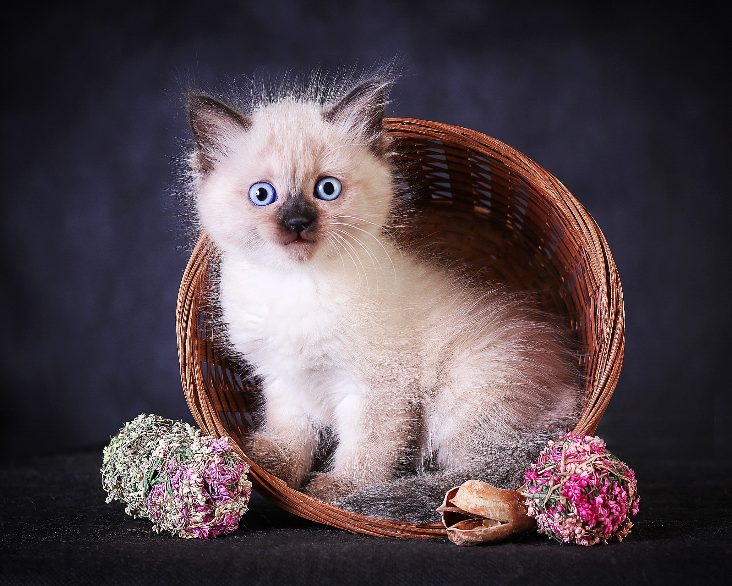 Животные. Семейный и детский фотограф в Москве Ольга Мэй