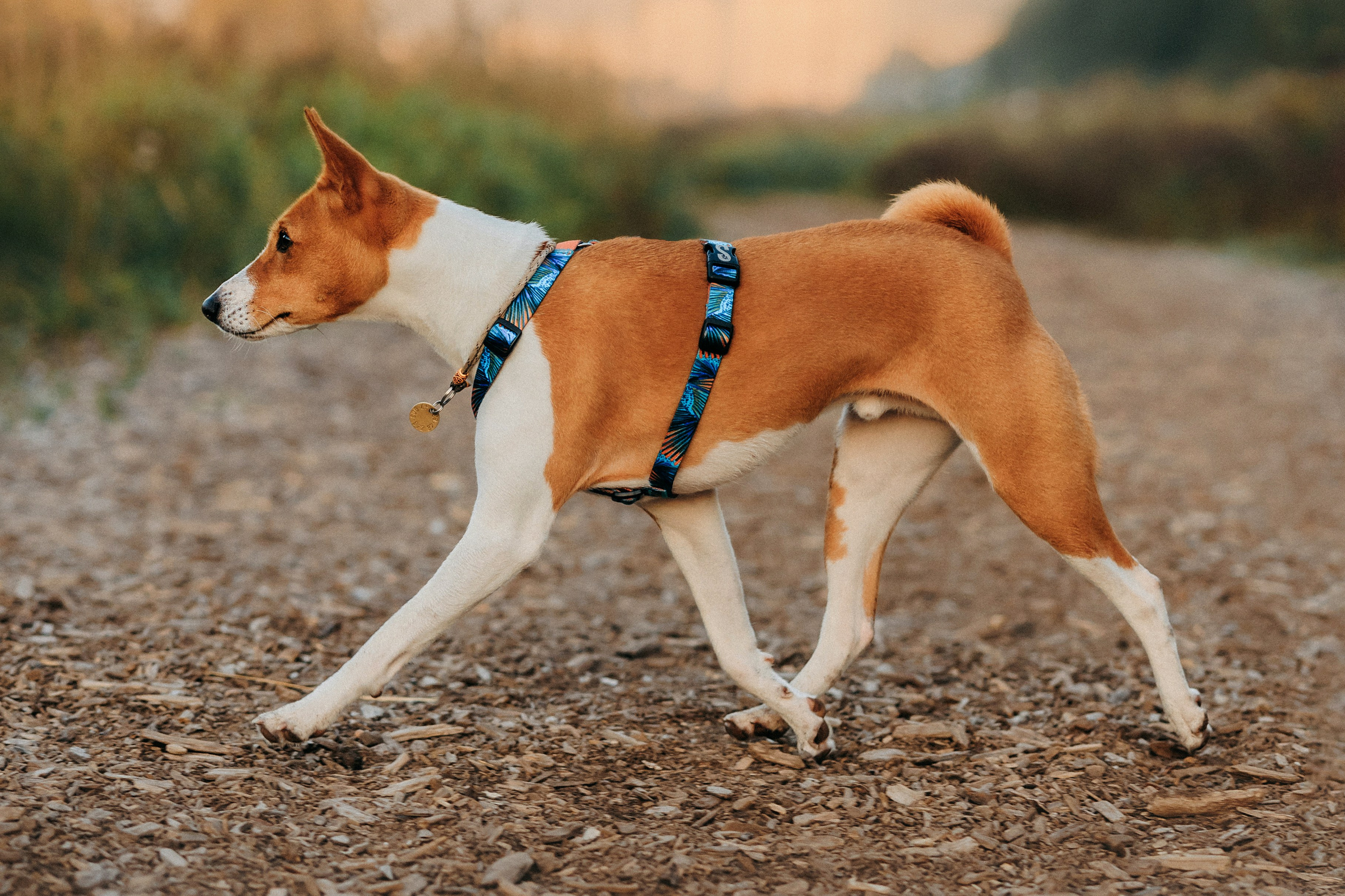 Лена и Джин. Фотограф-анималист Елена Радченко, Москва