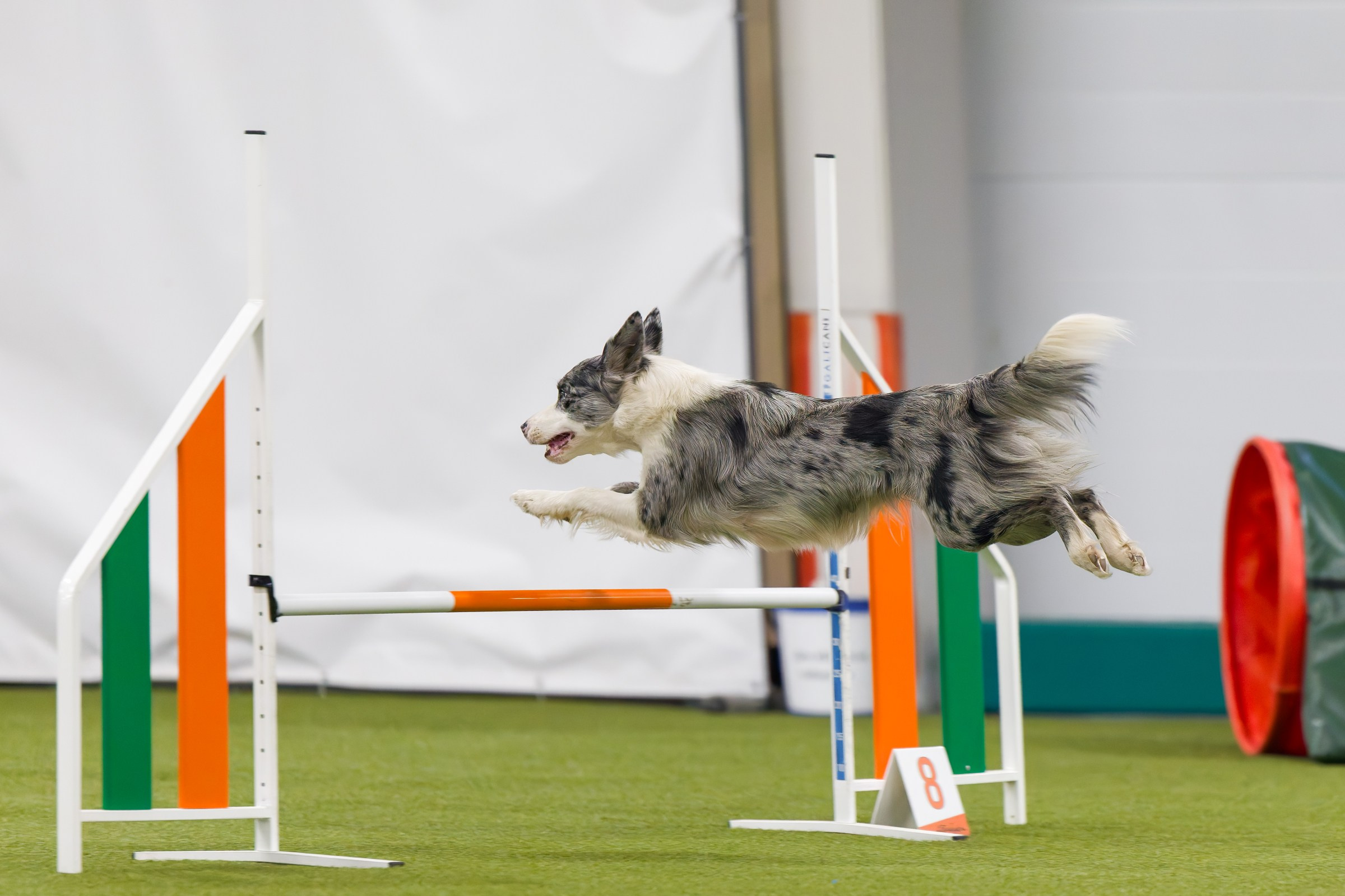 День рождения Пёсбурга — февраль 2025. Irenephoto.ru