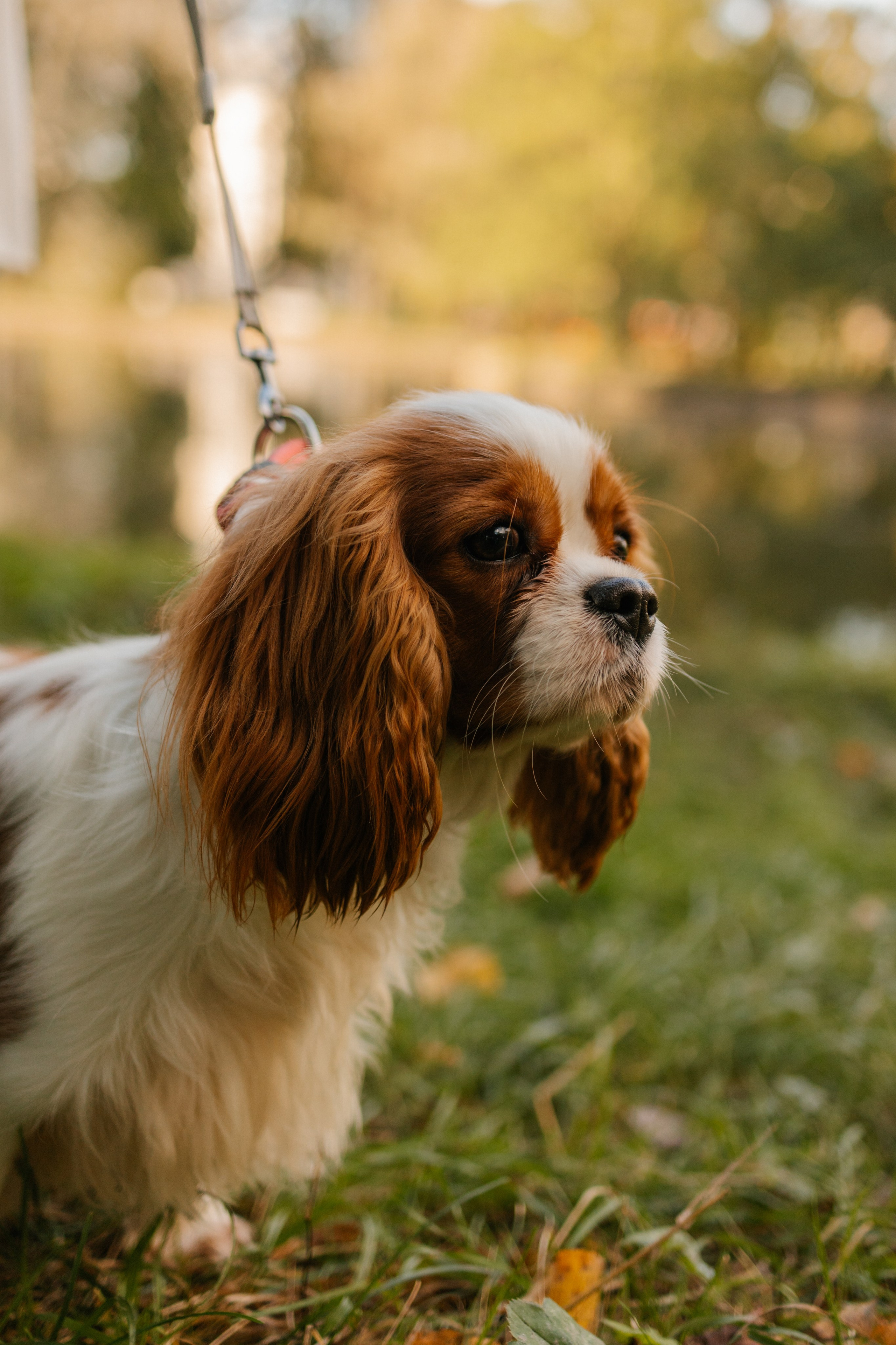 Дарья и Бетти. Фотограф — Анималист | Санкт-Петербург