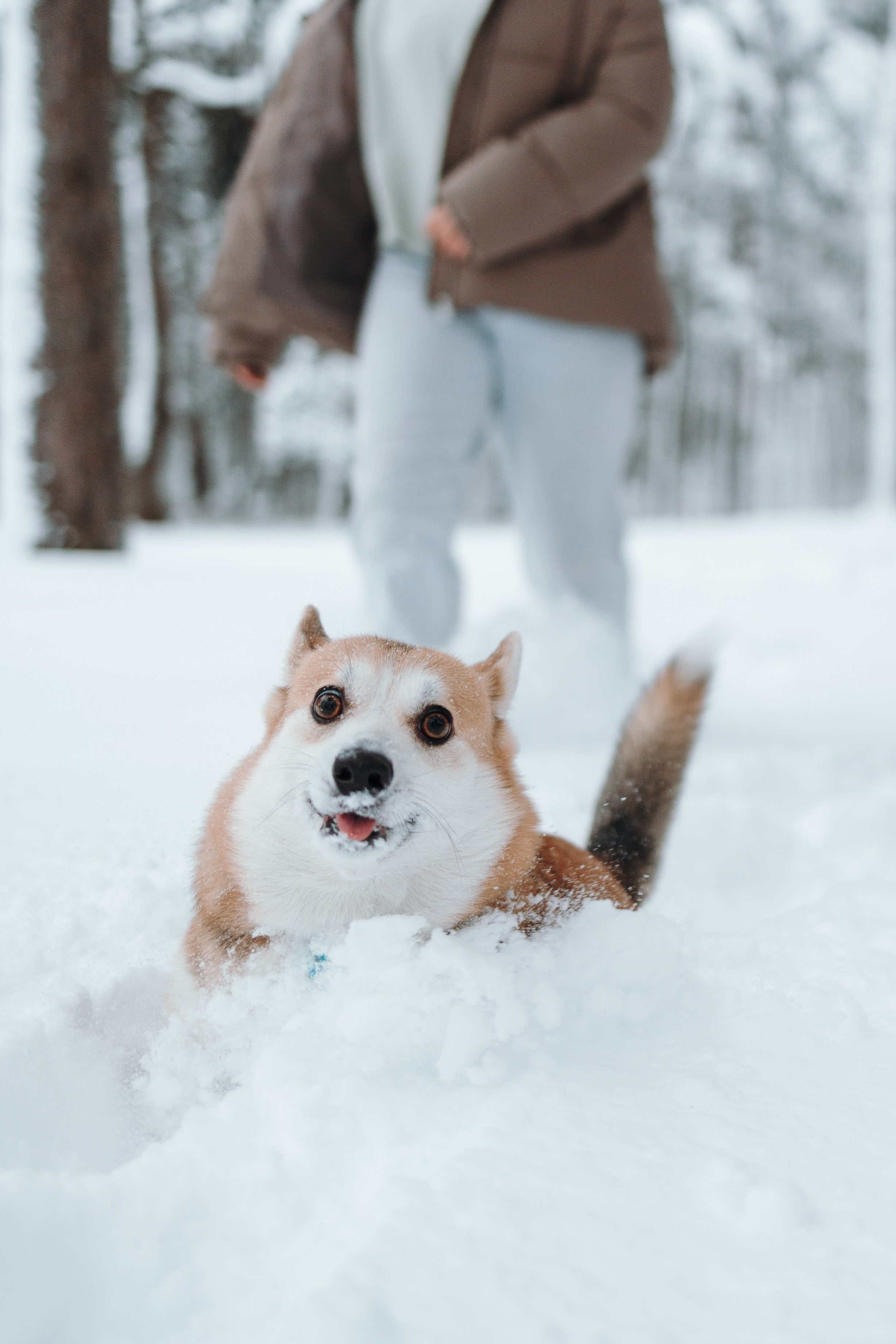 Оливка и ее семья. Фотограф — Анималист | Санкт-Петербург
