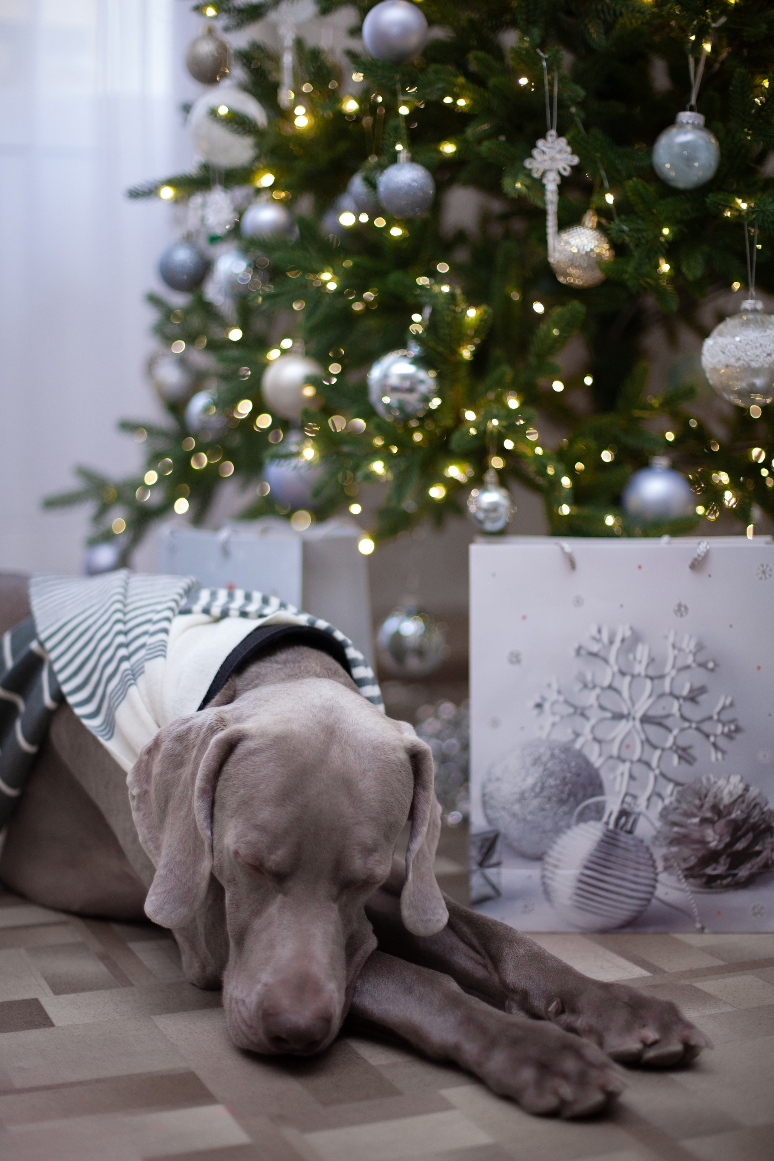 Домашняя. Фотограф в Томске Евгения Гуляева