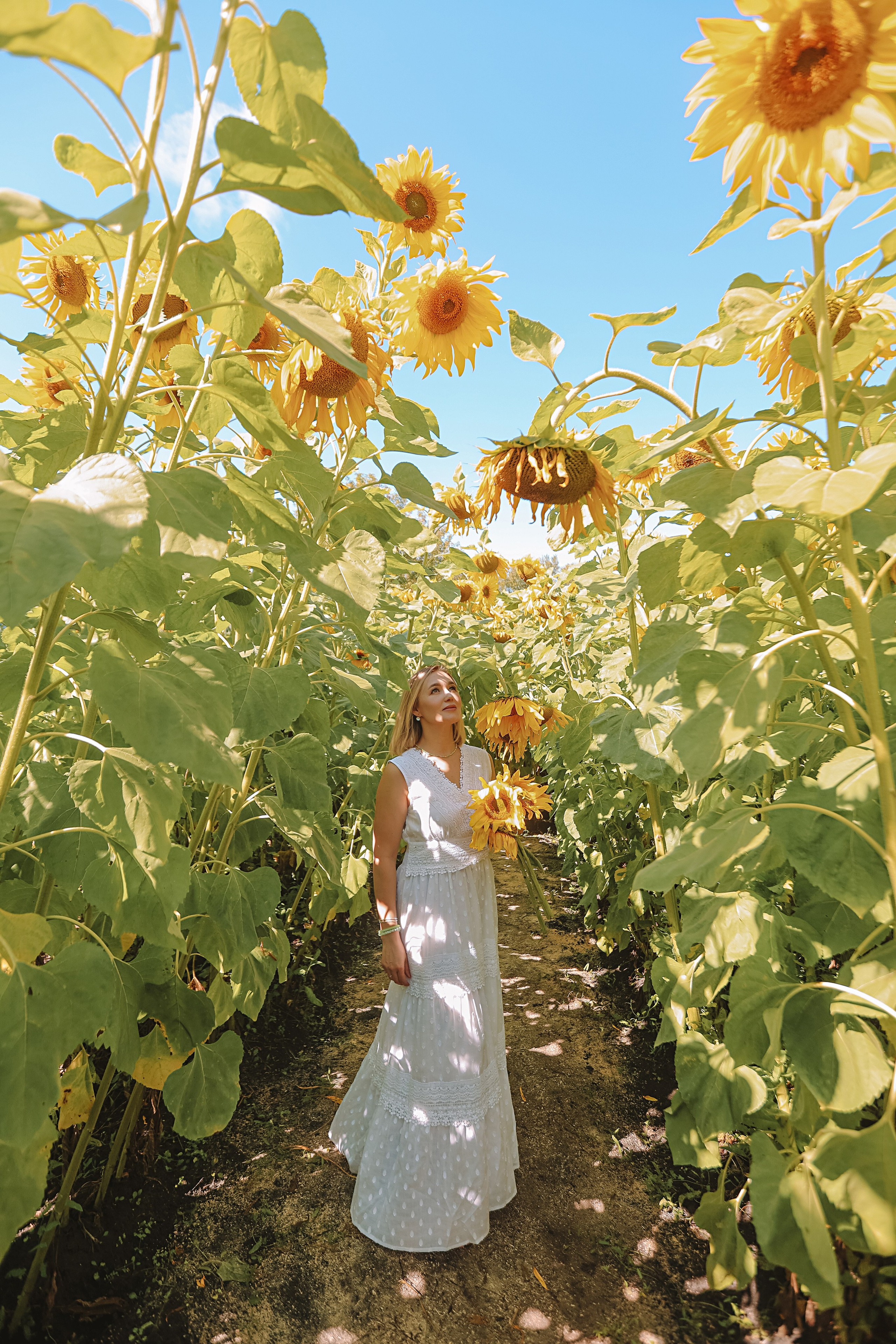 Подсолнухи. Семейный фотограф Тюмень, фотограф на роды Салмина Мария