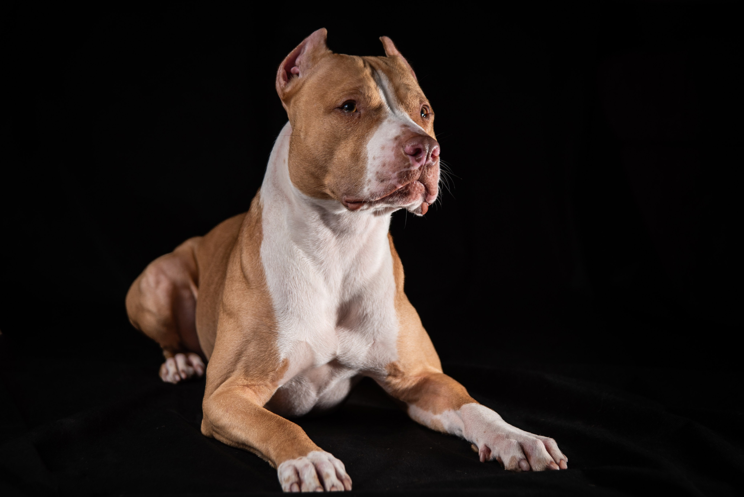 Фотосессия собак на черном фоне в Нижнем Новгороде. Фотограф Макс Огурцов в Нижнем Новгороде