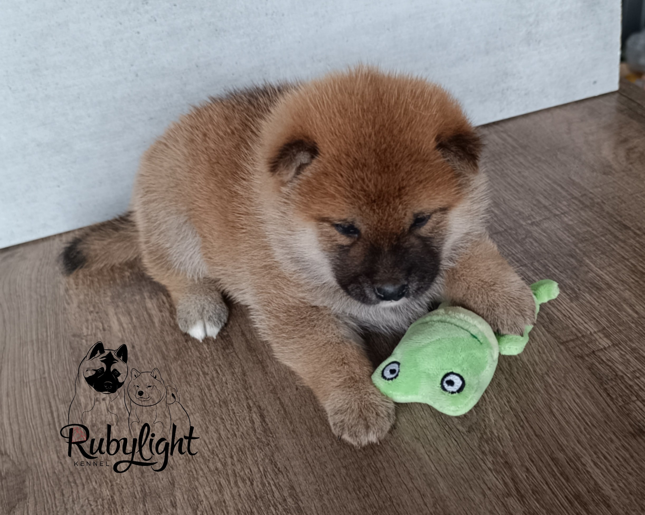 Сиба Rubylight Ellis питомник Рубилайт 