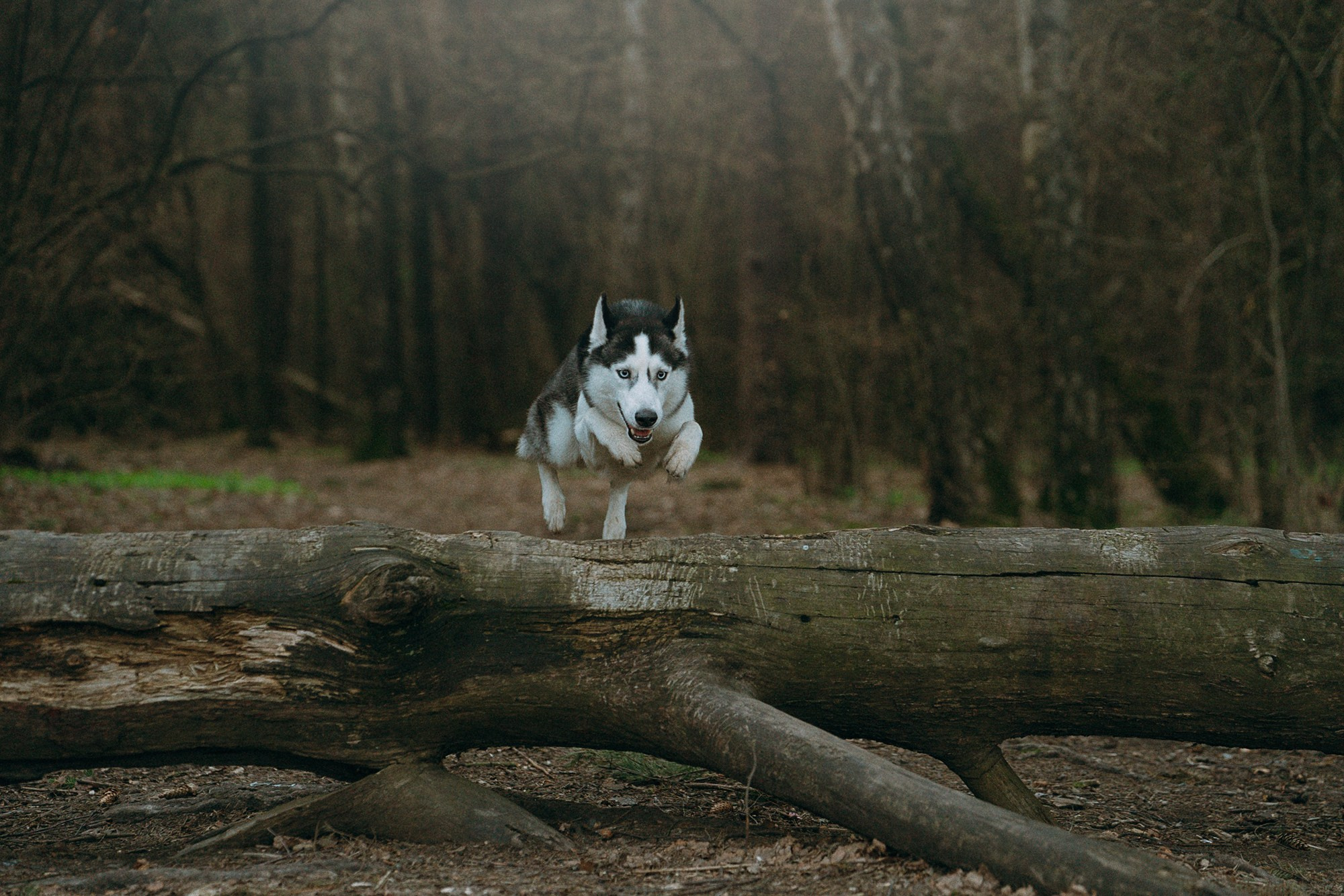 Наташа и Сириус. Фотограф анималист в Москве и Санкт-Петербурге Свиридова Анна
