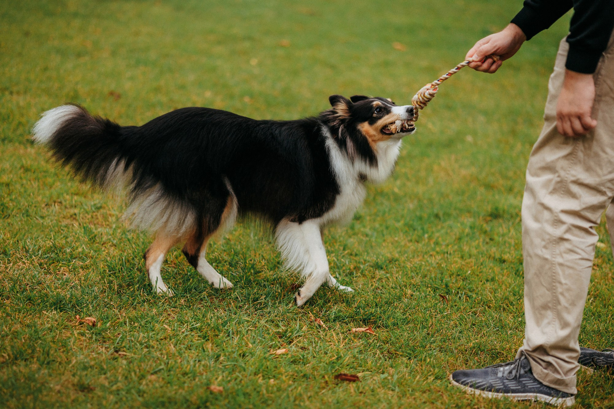 Федор, Саша и Груша. Фотограф-анималист Елена Радченко, Москва