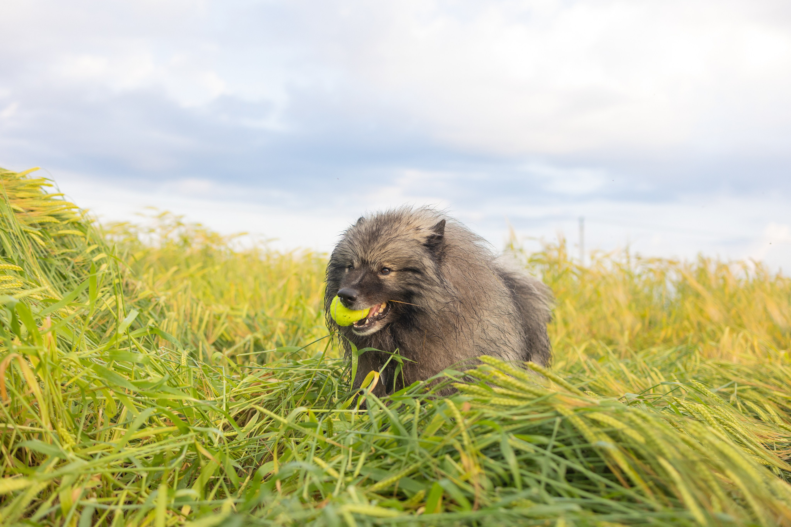 Вика, Аксель и Женя. Фотограф Ирина Астор