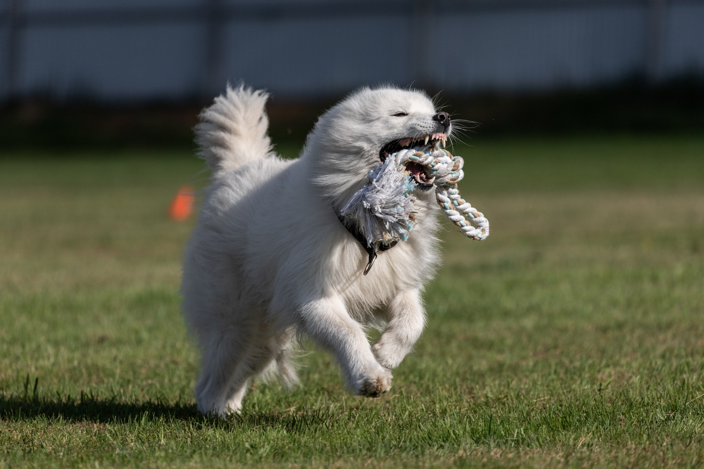 Дог-фризби. Irenephoto.ru