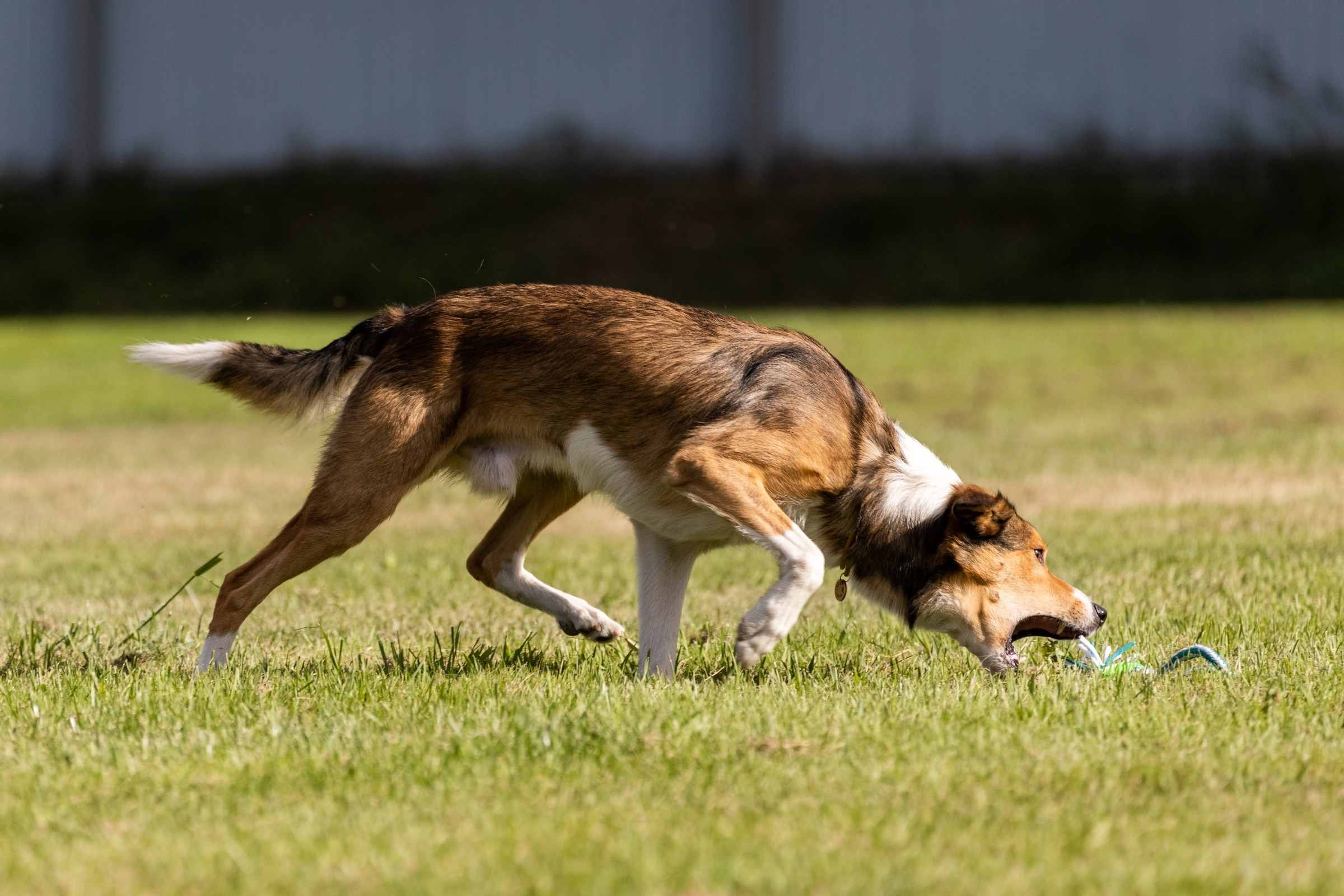Дог-фризби. Irenephoto.ru