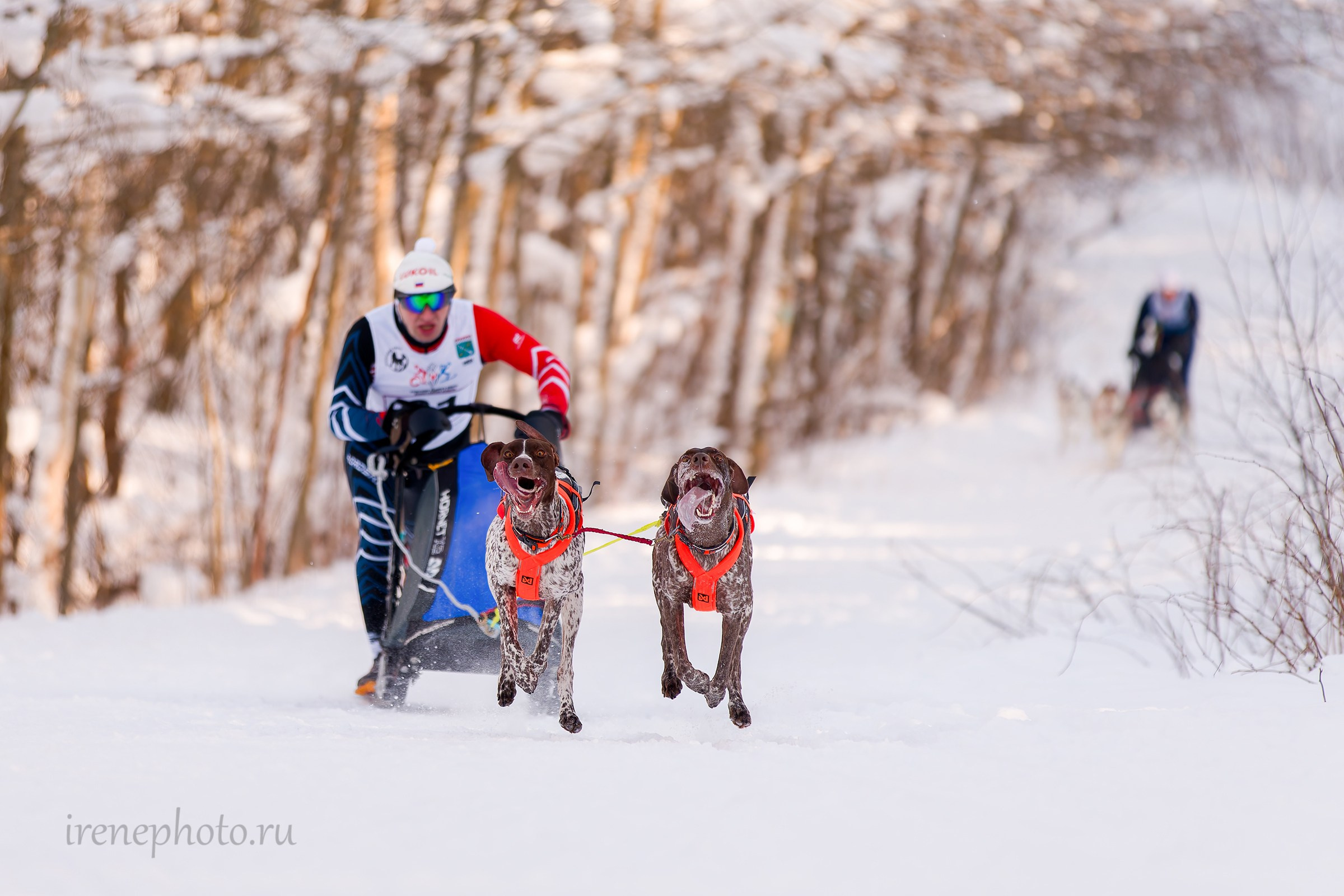 Чемпионат и Первенство Ленобласти — зима 2026. Irenephoto.ru