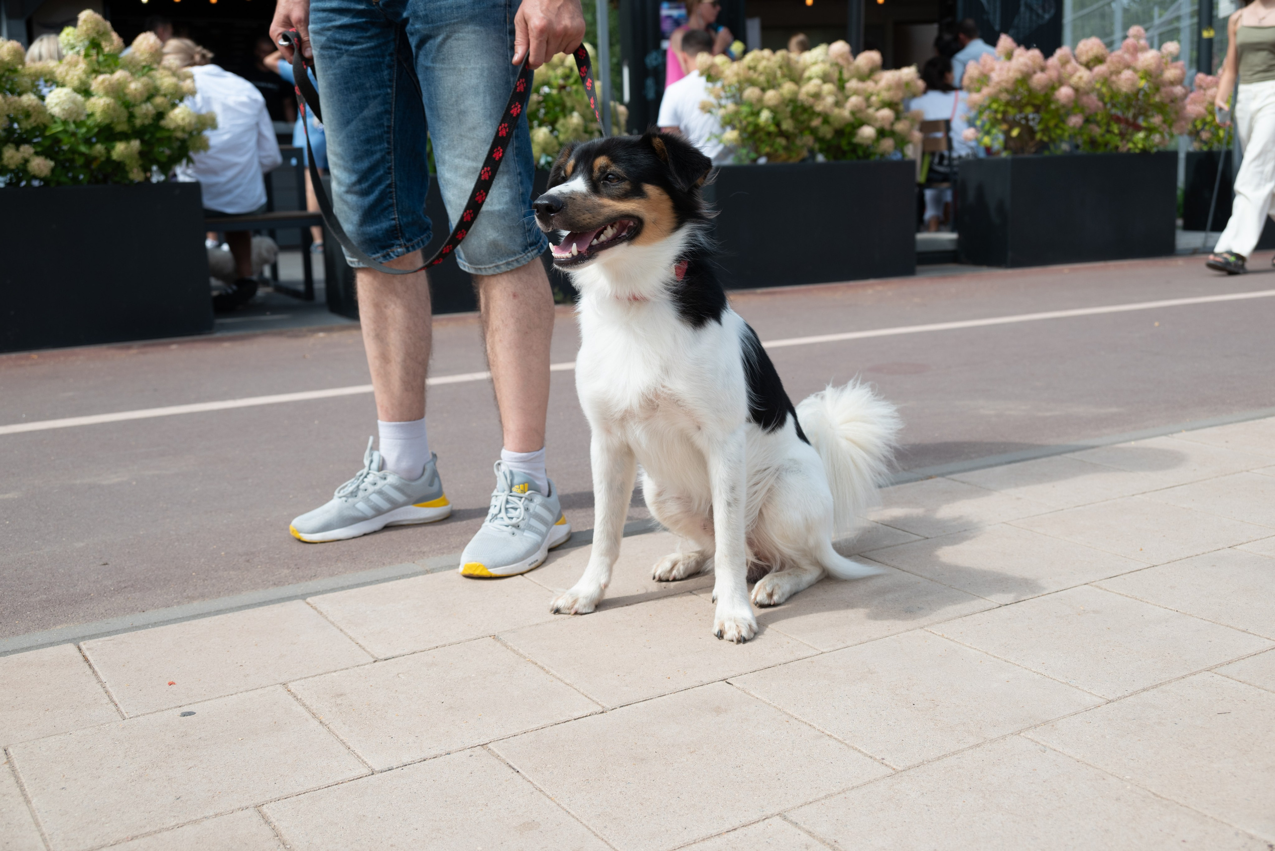 Pets Fest. Юлия Чайко, фотограф в Минске