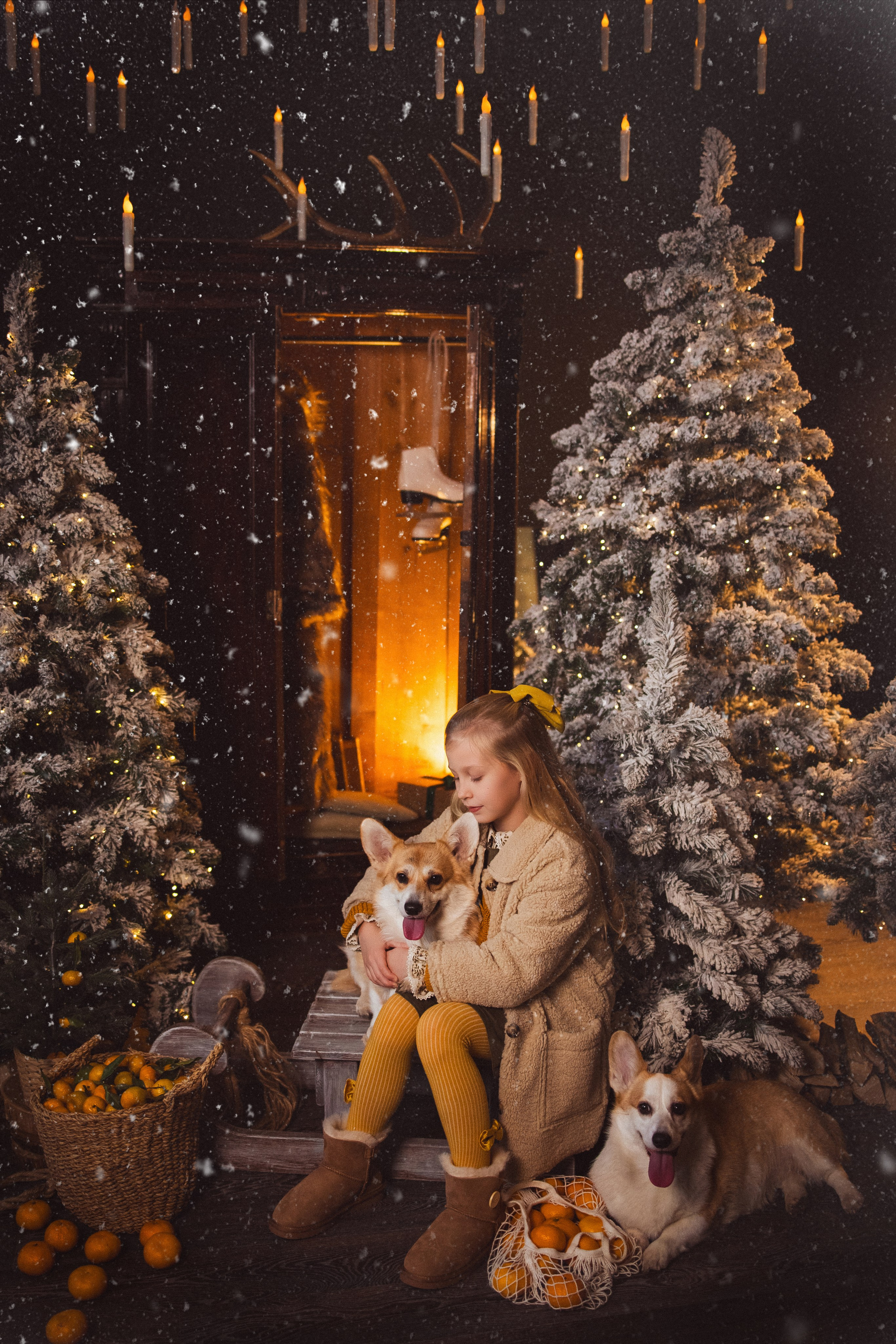 Фотосессия с собачками Корги в зимних декорациях фотостудии «Майя», город Краснодар. Семейный и детский фотограф в Краснодаре Анна Трашкова