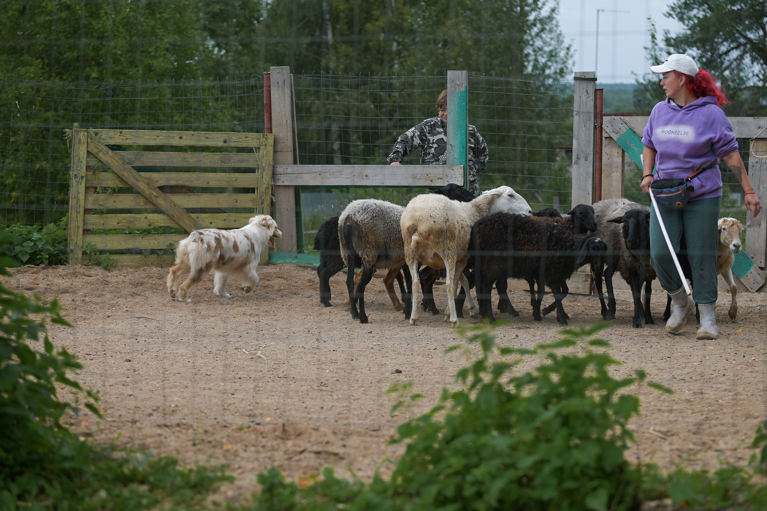 Пастьба собак. Творческий фотограф Вологда