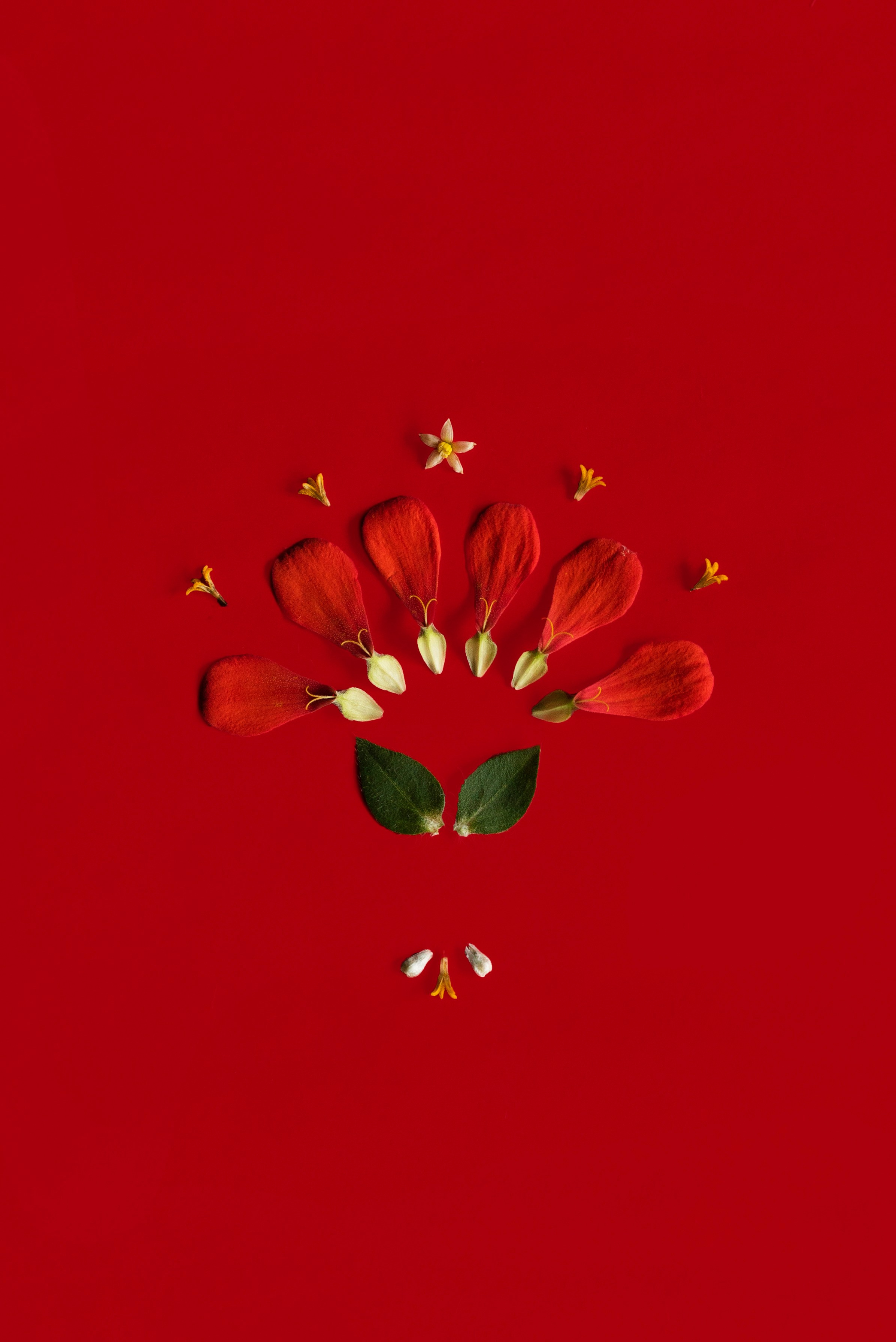 LAYER OF PETALS. Сocoobird || Атмосфера твоего бренда в снимках и видео