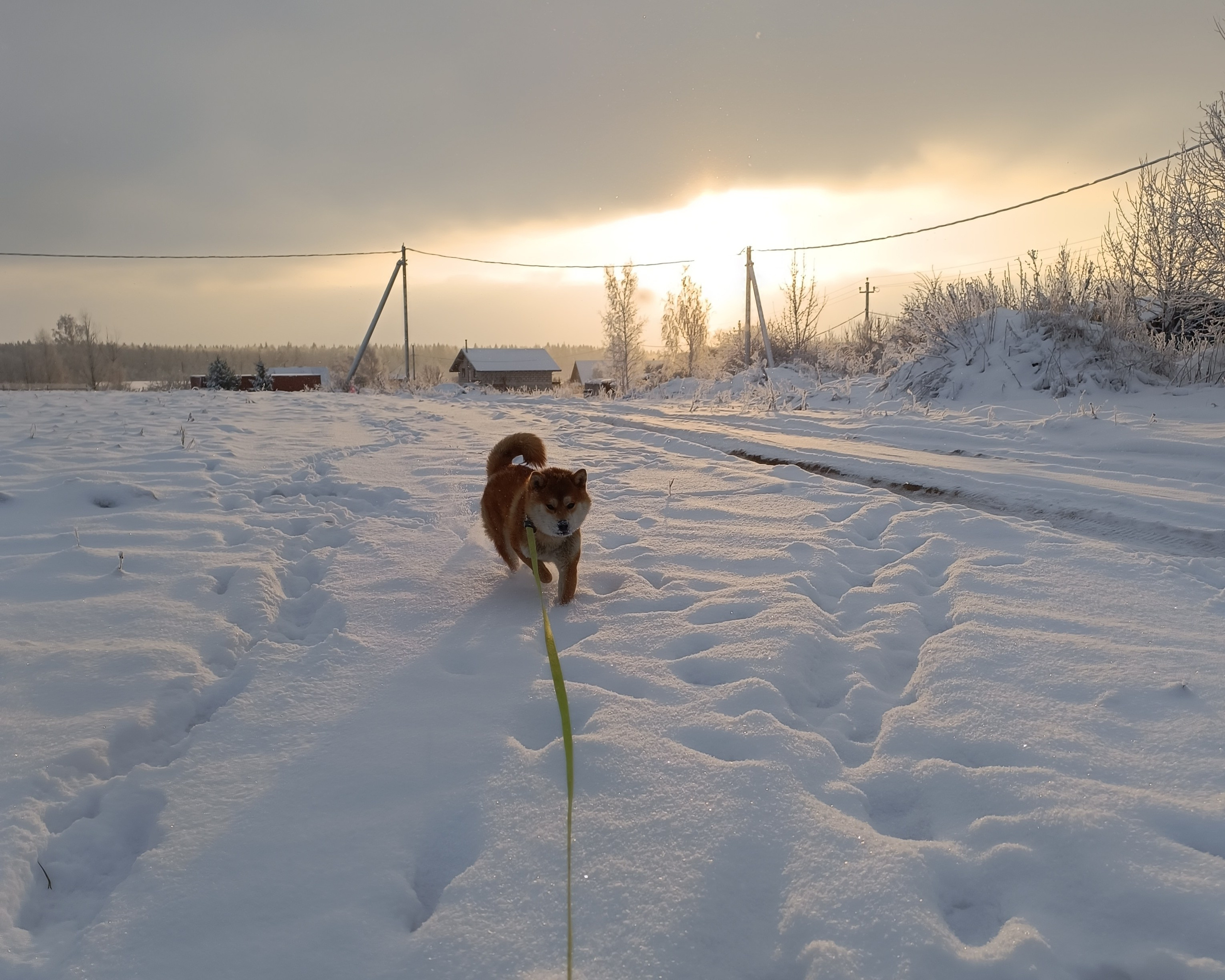 Сиба    Ганжи * Yuzhyy Solnechnyy Pes Ganji  Кобель сиба питомник Рубилайт