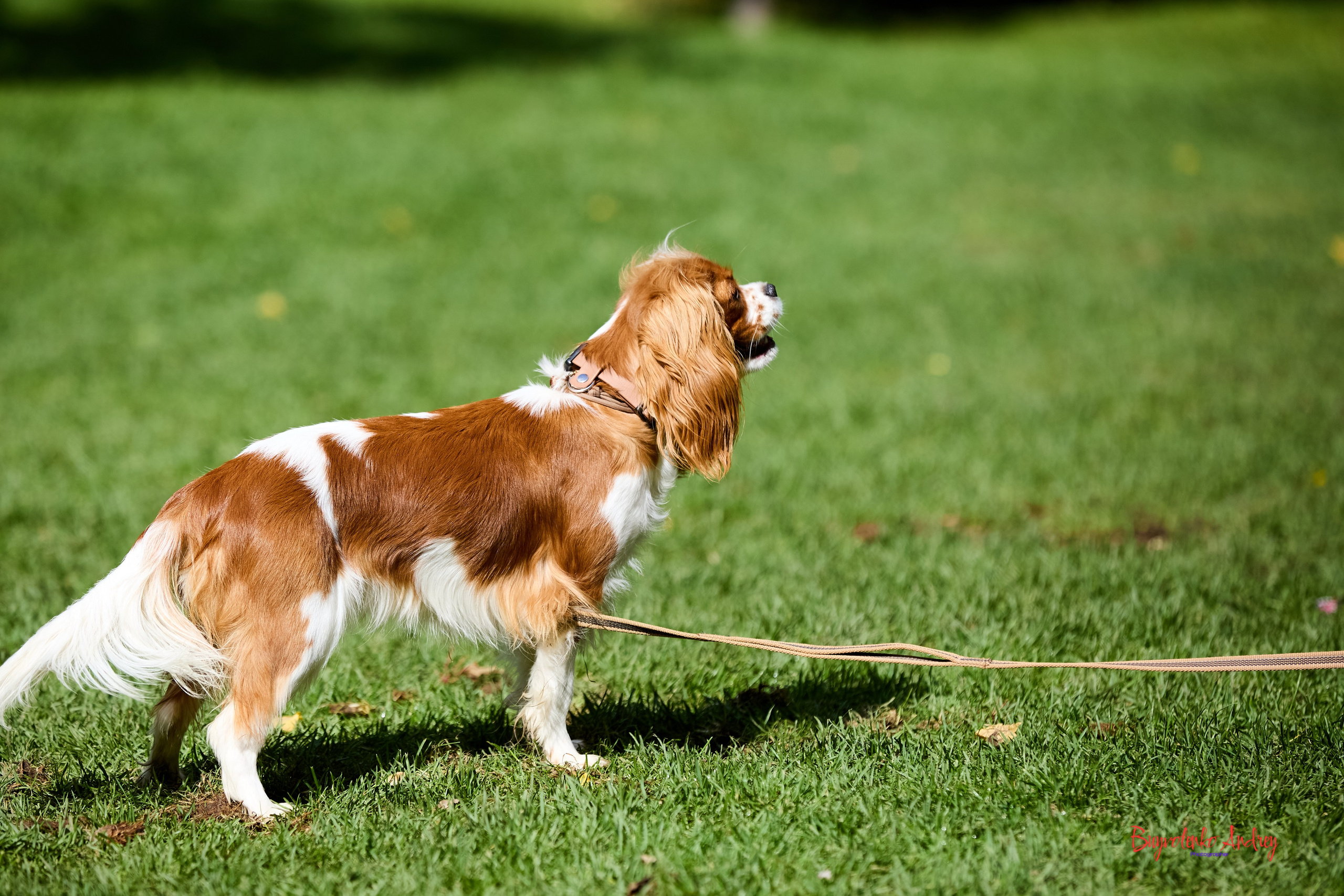 Фотопрогулка с кавалерами. Buyvolenko Andrey