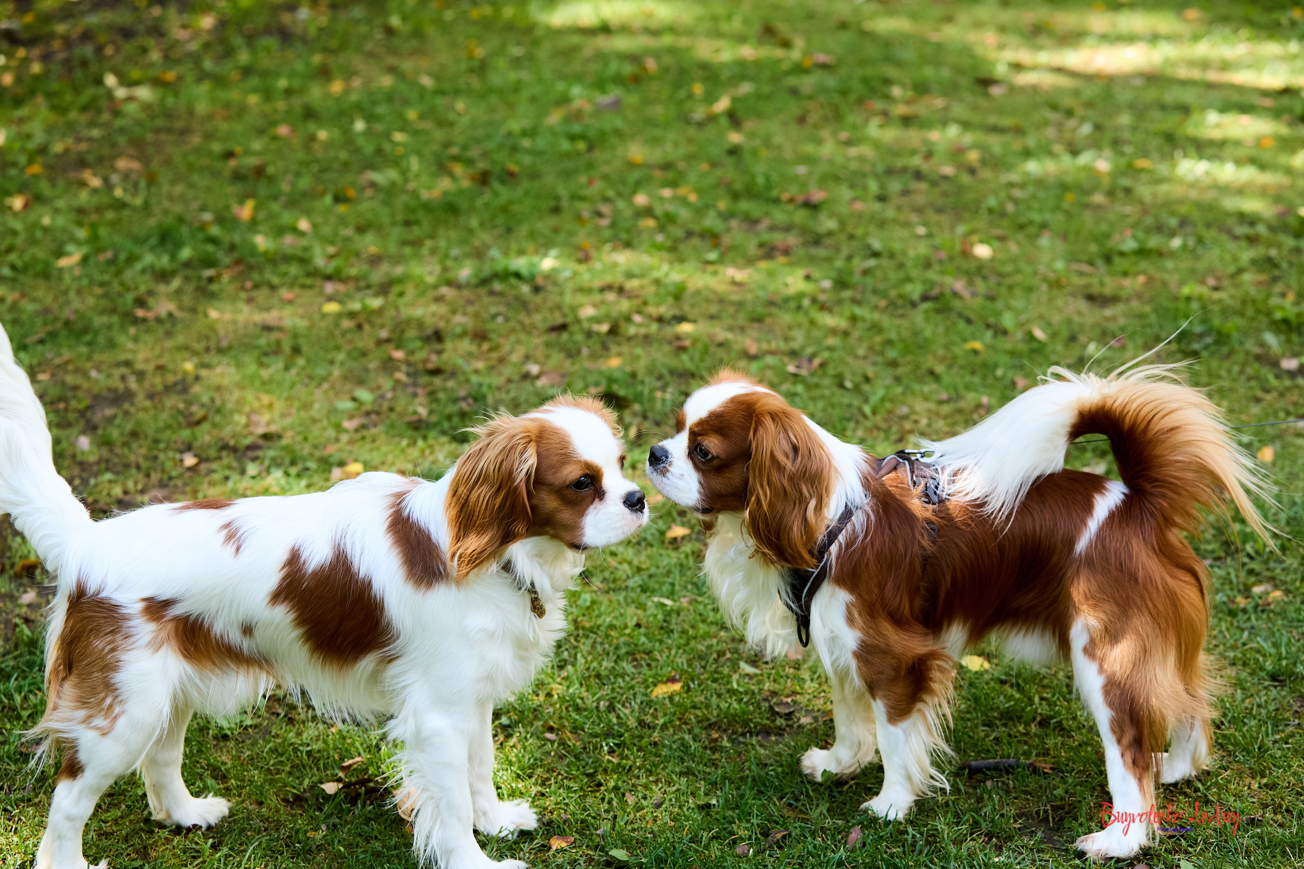 Фотопрогулка с кавалерами. Buyvolenko Andrey