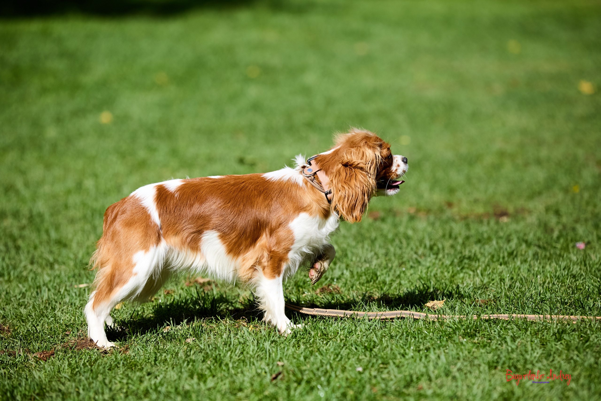 Фотопрогулка с кавалерами. Buyvolenko Andrey