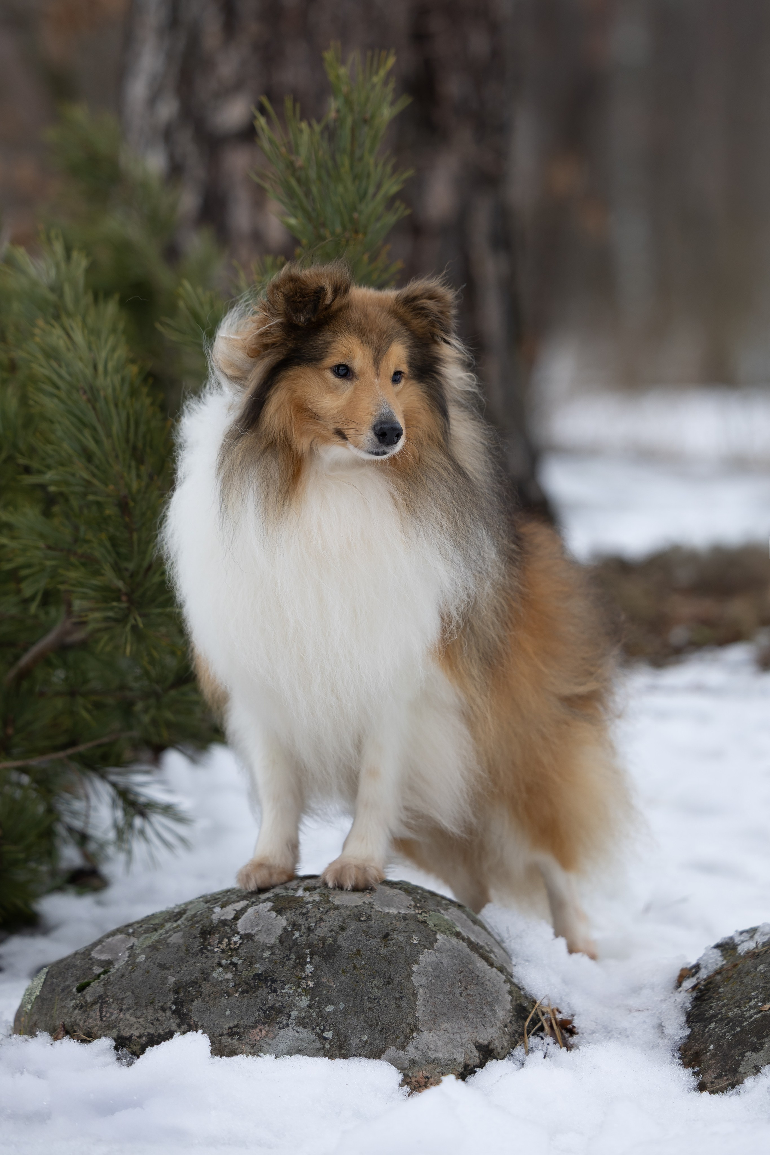 Питомник Стэйсилайн. Мои работы