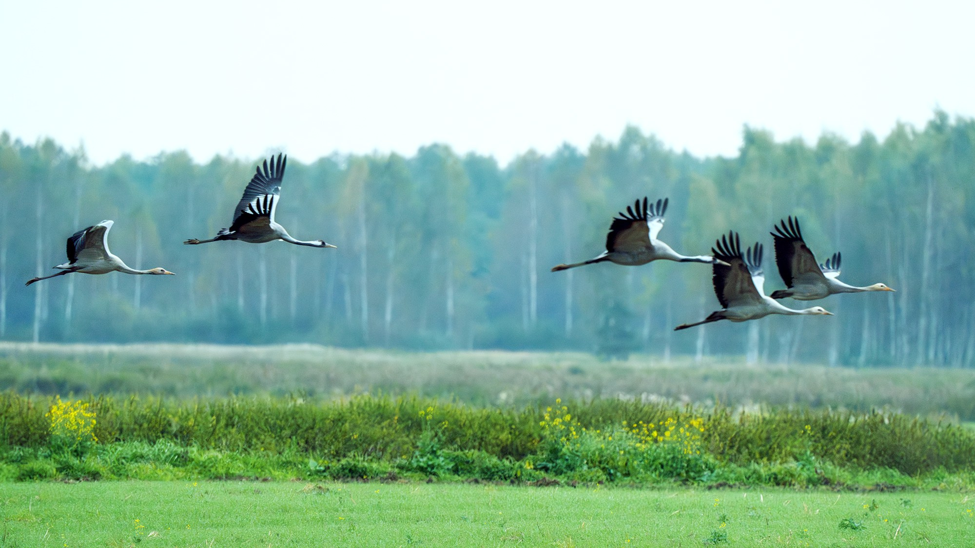 Удивительные мир птиц. Вокруг нас столько прекрасного — присмотритесь!. Ваш личный фотограф Марина Волкова