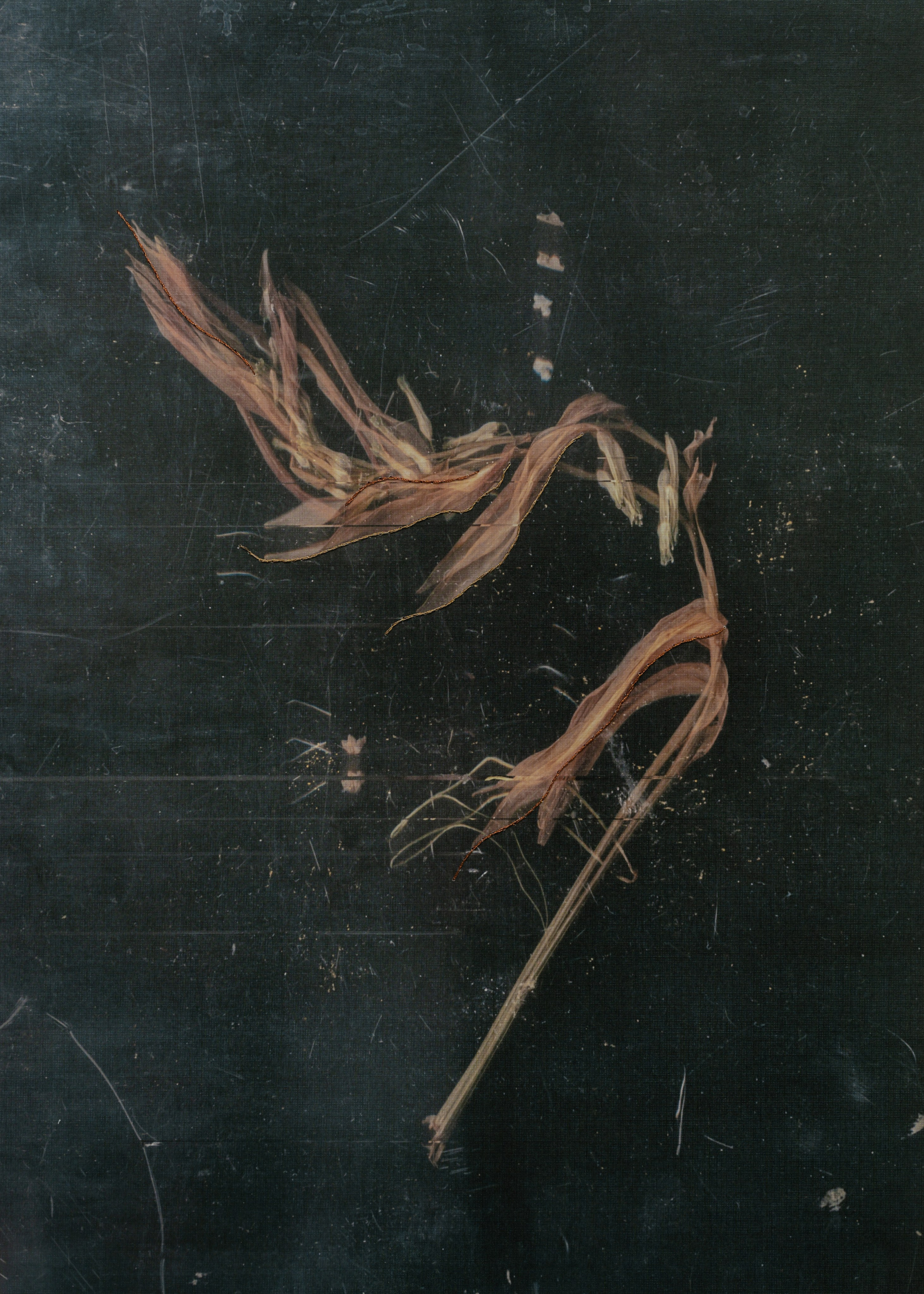 Призрачные узоры. Фотограф Елена Хазина, Рязань