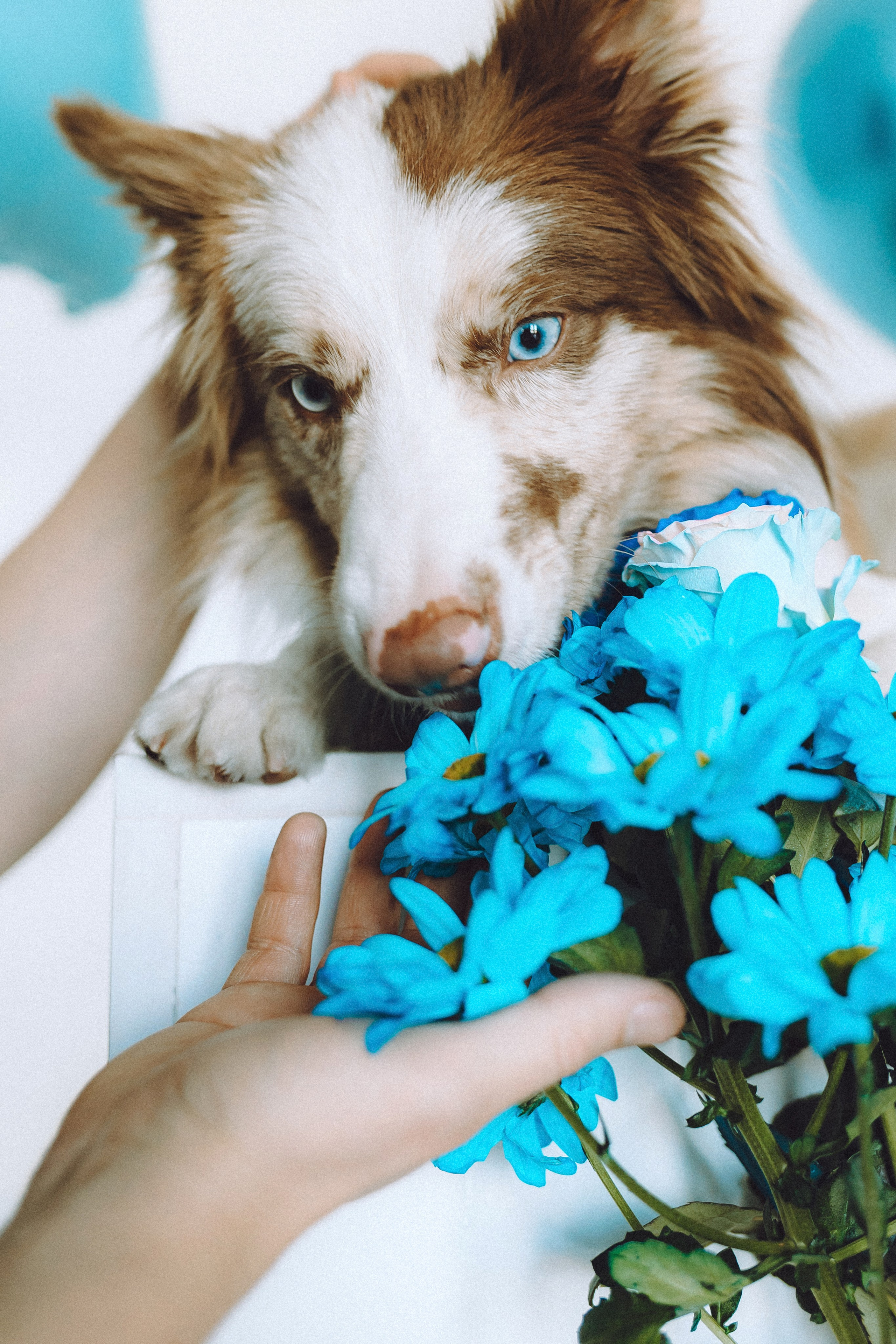 День рождения Айко