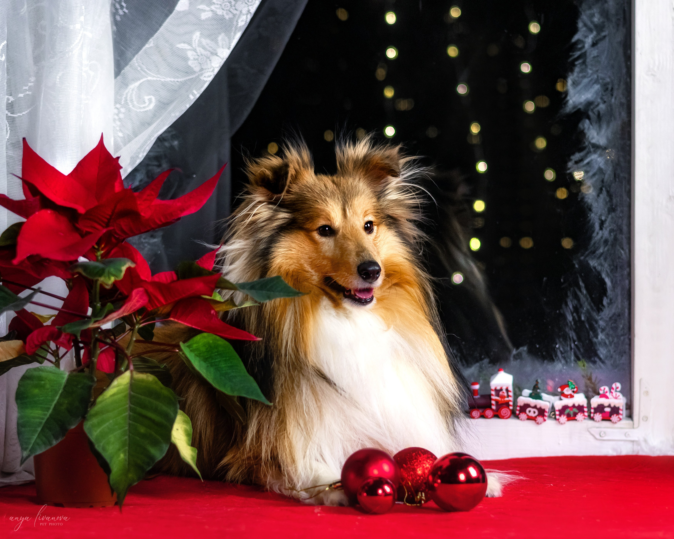 Окошко. Фотограф анималист Аня Ливанова | Рыбинск