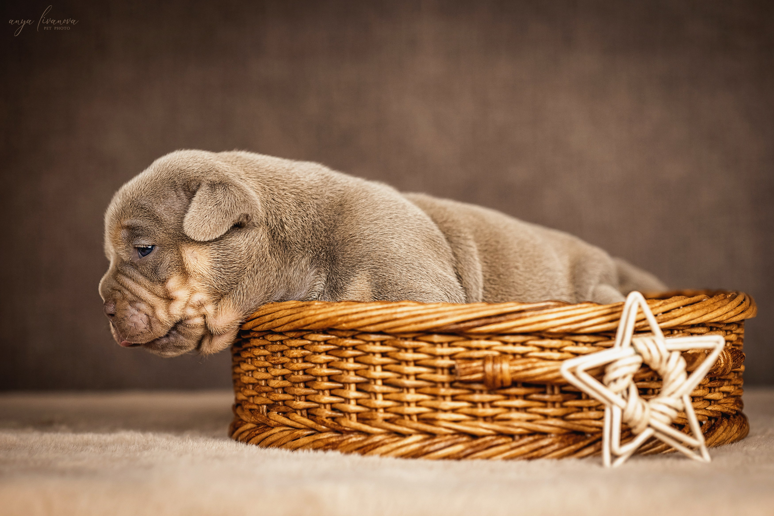 Амбулли. Фотограф анималист Аня Ливанова | Рыбинск