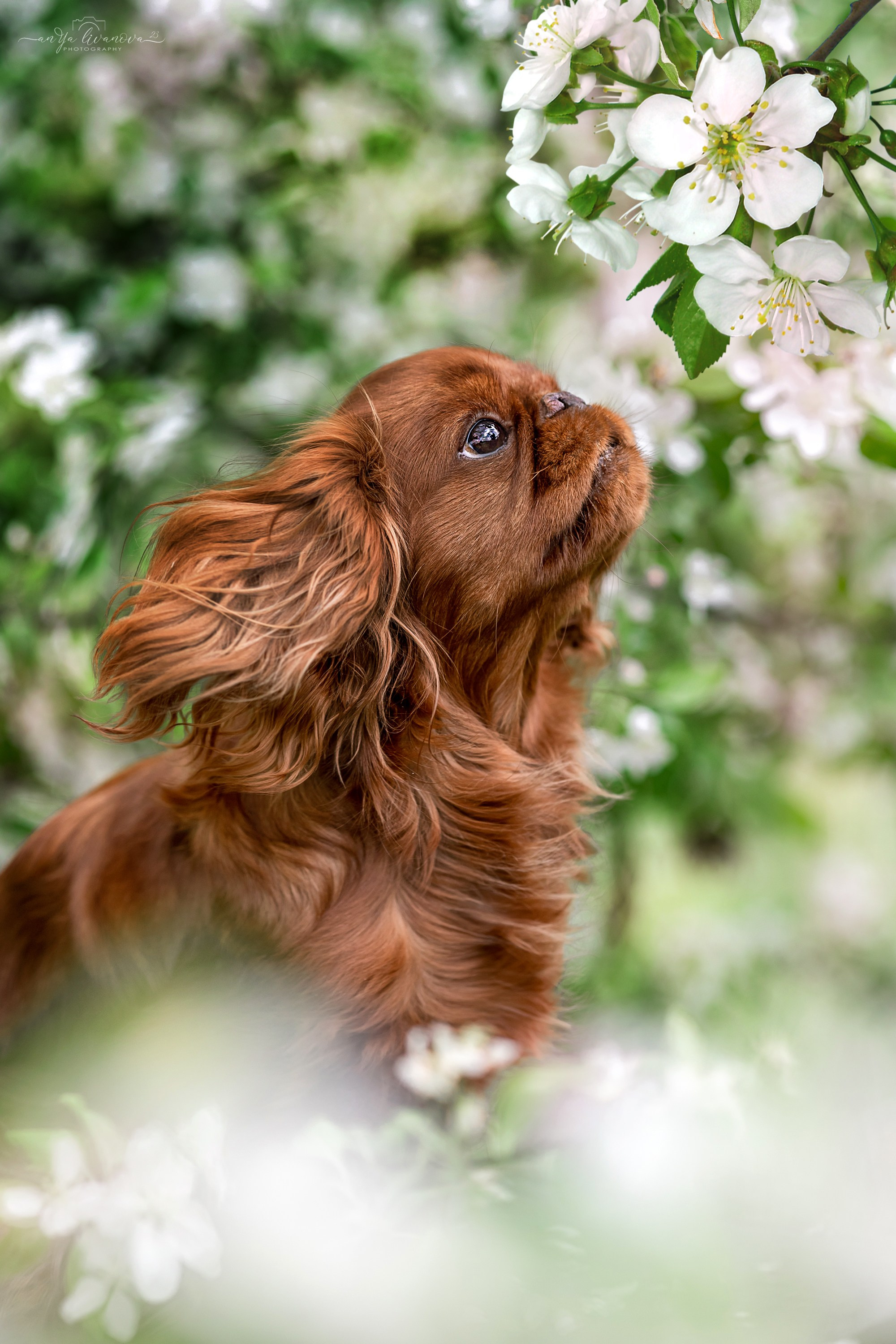 Яблони. Фотограф анималист Аня Ливанова | Рыбинск